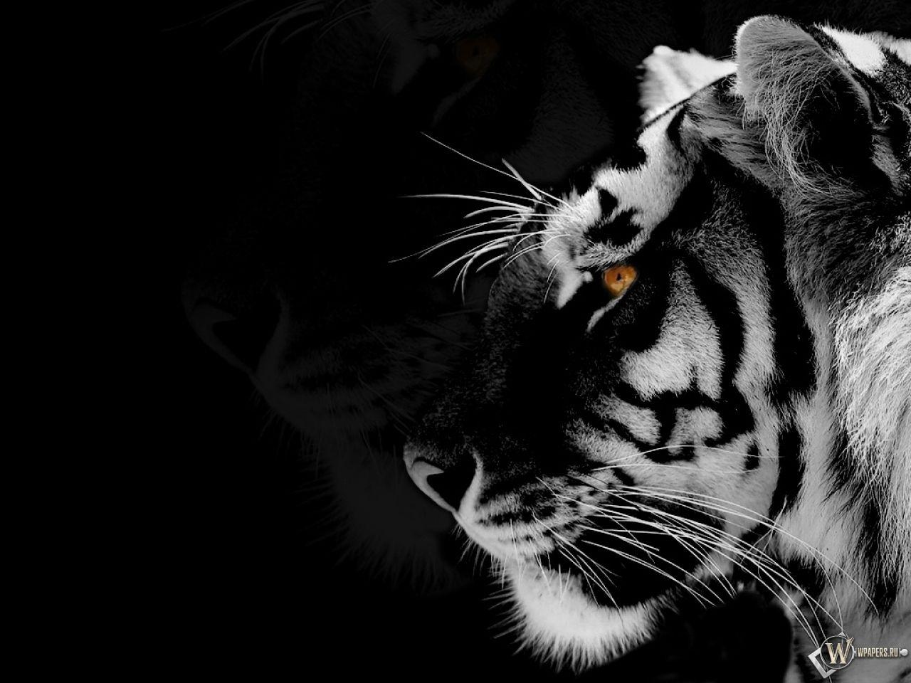 Download Gambar Tiger Wallpaper Hd Black and White terbaru 2020