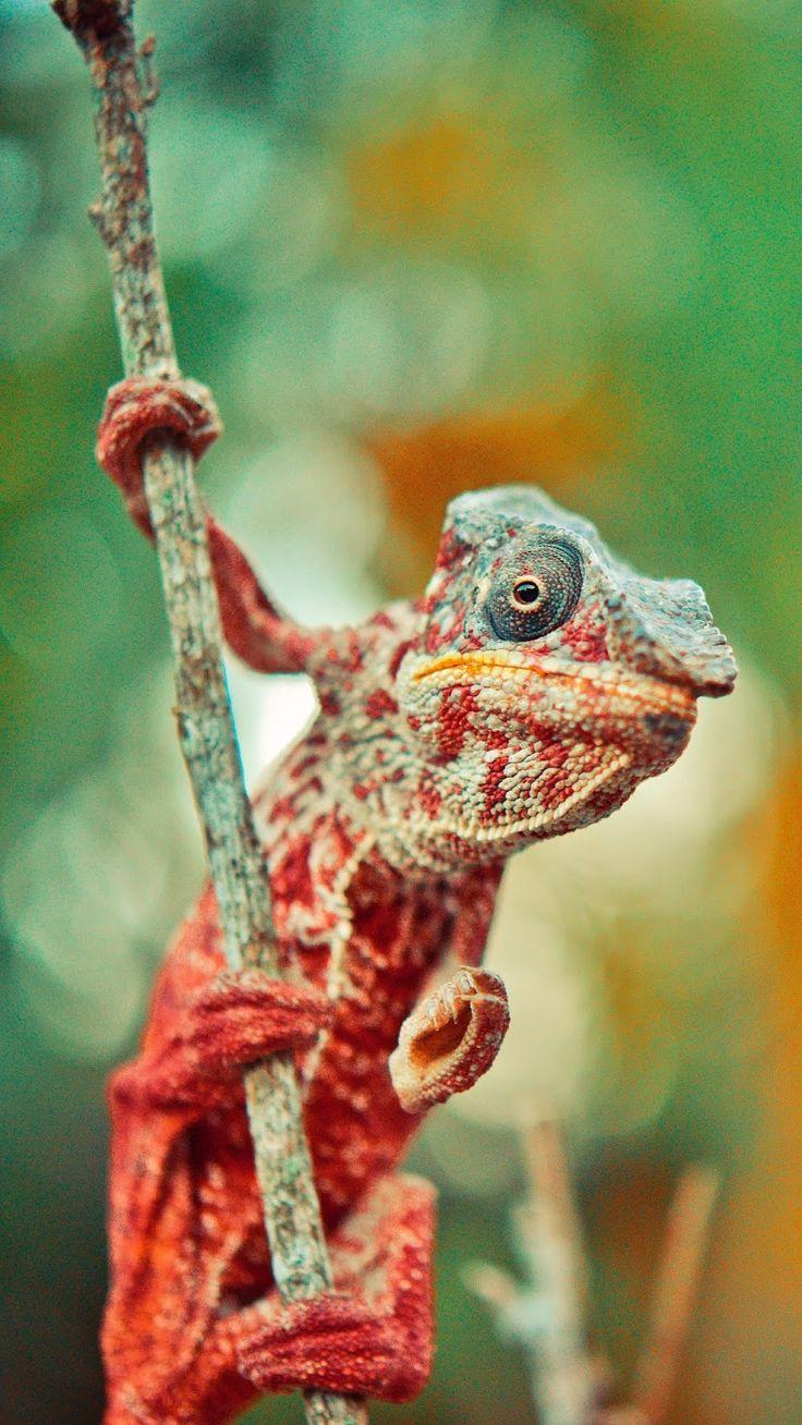 736x1308 chameleon, reptile, lizard. Pet birds, Animals, Chameleon