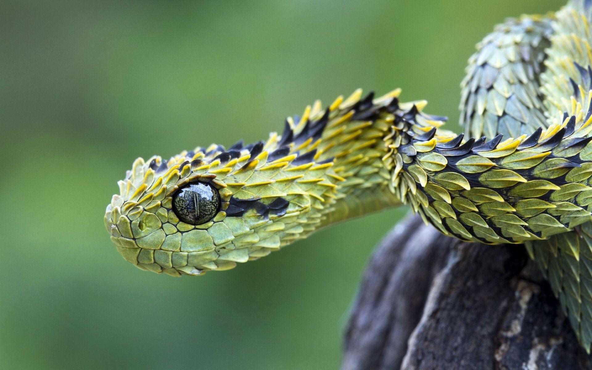 1920x1200 Reptile Wallpaper HD