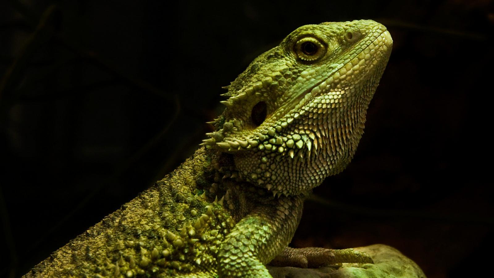 1600x900 Free download Animal Reptile Wallpaper [1680x1050] for your Desktop, Mobile & Tablet. Explore Reptile Wallpaper. Reptile HD Wallpaper, Reptile Textured Wallpaper, Mortal Kombat Reptile Wallpaper