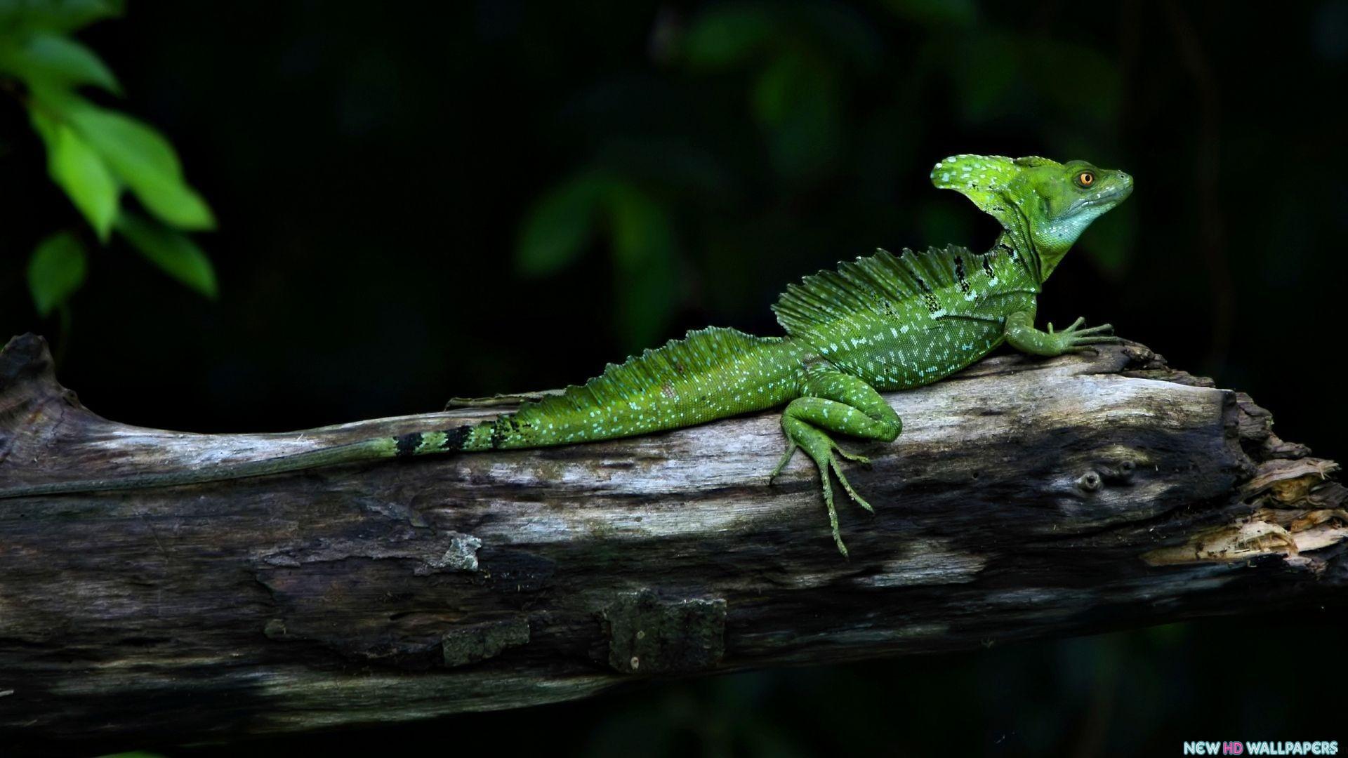 1920x1080 Free download Green Reptile Animal HD Wallpaper List [1920x1080] for your Desktop, Mobile & Tablet. Explore Reptile HD Wallpaper. HD Frog Wallpaper, Frogs Wallpaper Desktop, Snake Wallpaper HD