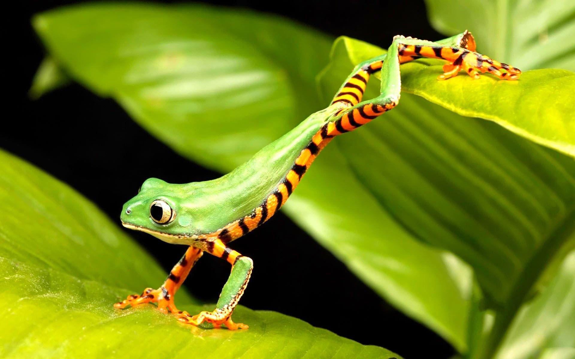 1920x1200 Reptile Wallpaper