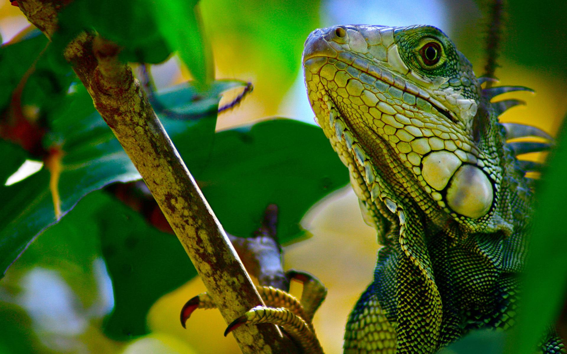 1920x1200 Reptiles Wallpaper HD