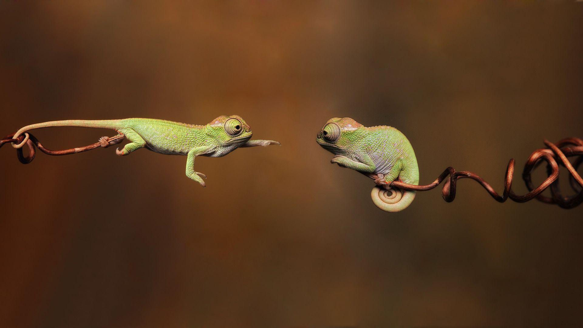 1920x1080 Reptile Wallpaper