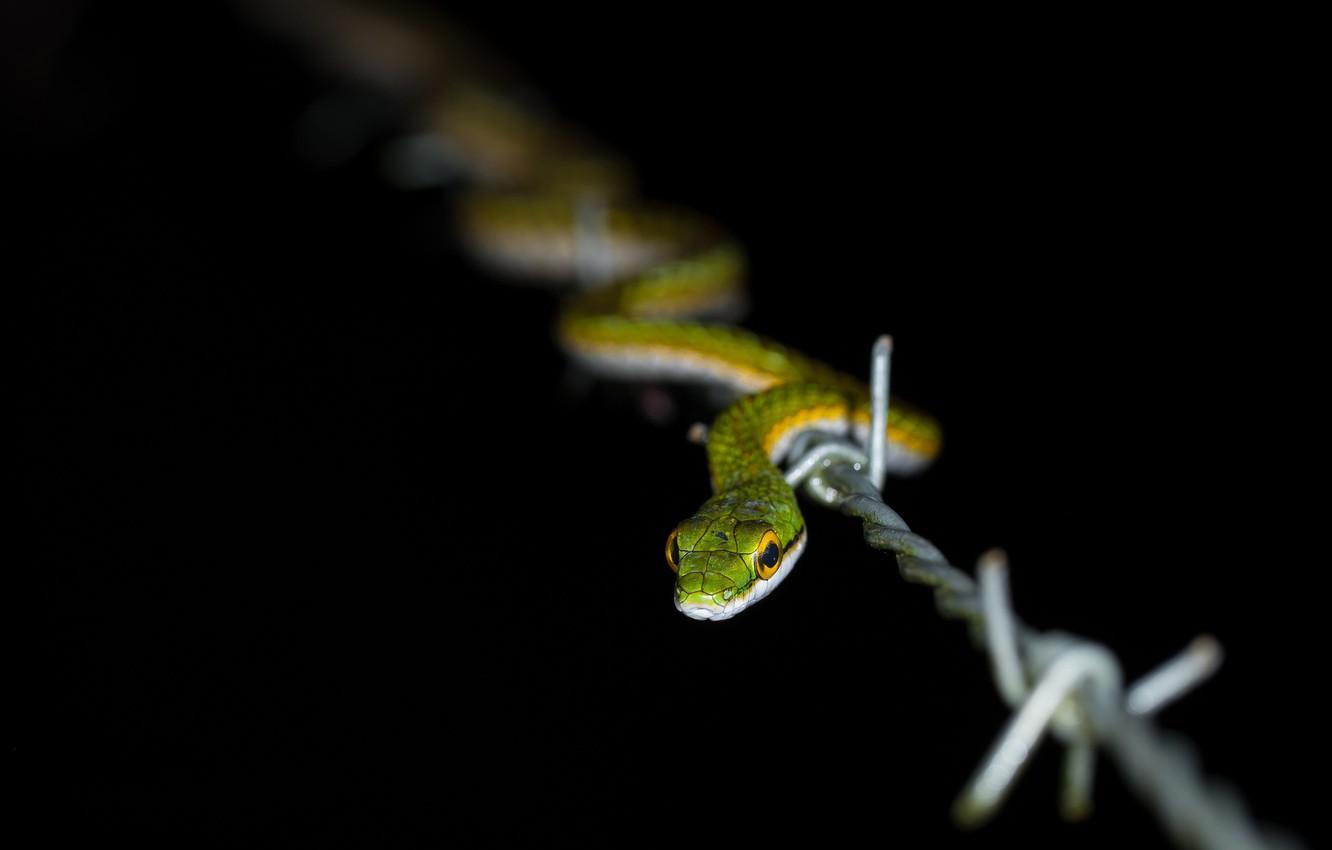 1332x850 Wallpaper Night, Nature, Snake, Reptile, Cold Blooded Animal Image For Desktop, Section животные