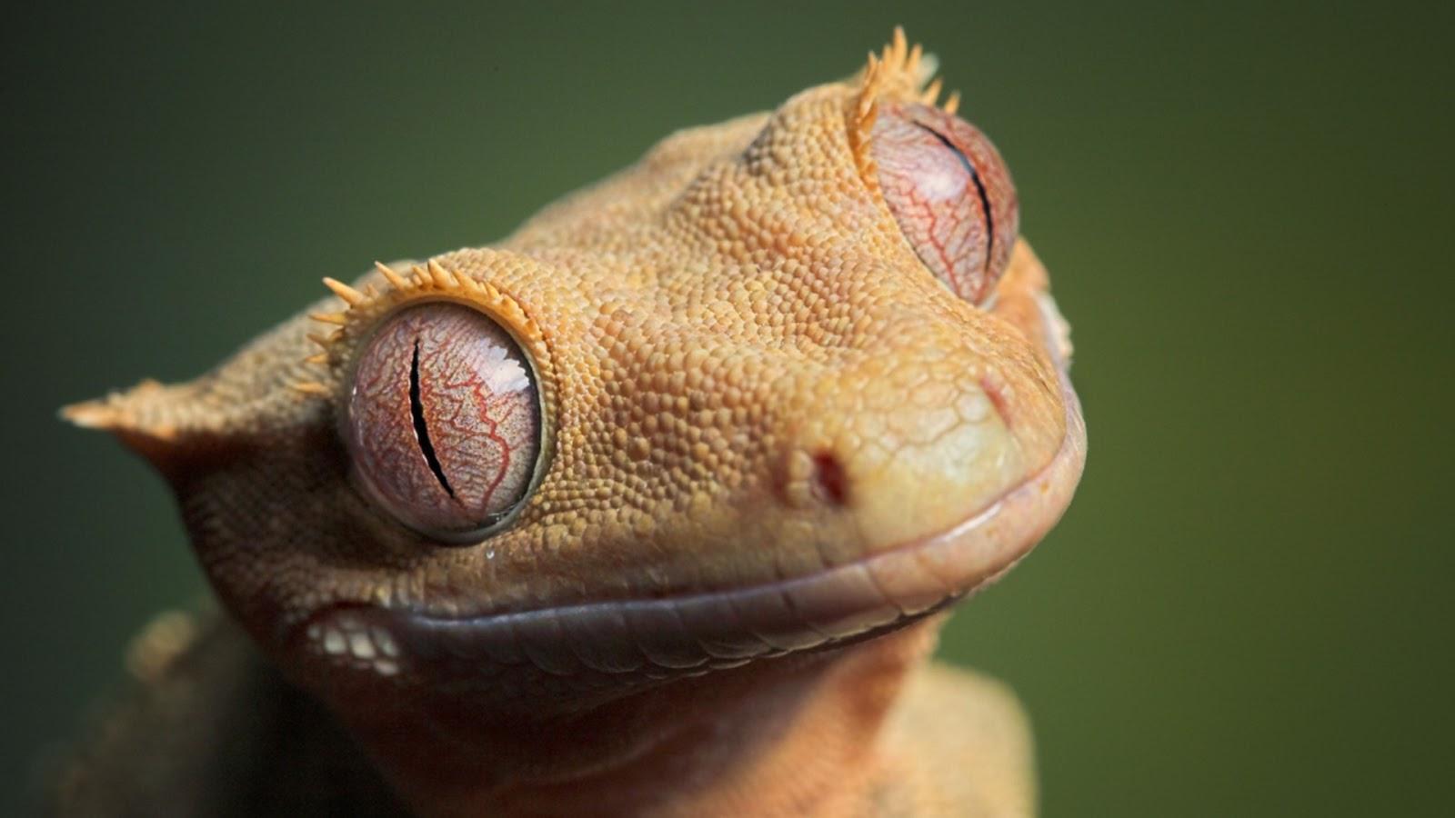 1600x900 Free download Reptiles HD wallpaper HD wallpaper HD reptile wallpaper desktop [1600x900] for your Desktop, Mobile & Tablet. Explore Lizard Wallpaper HD. Gecko Wallpaper, Bing Lizard Wallpaper, Little Lizard Wallpaper