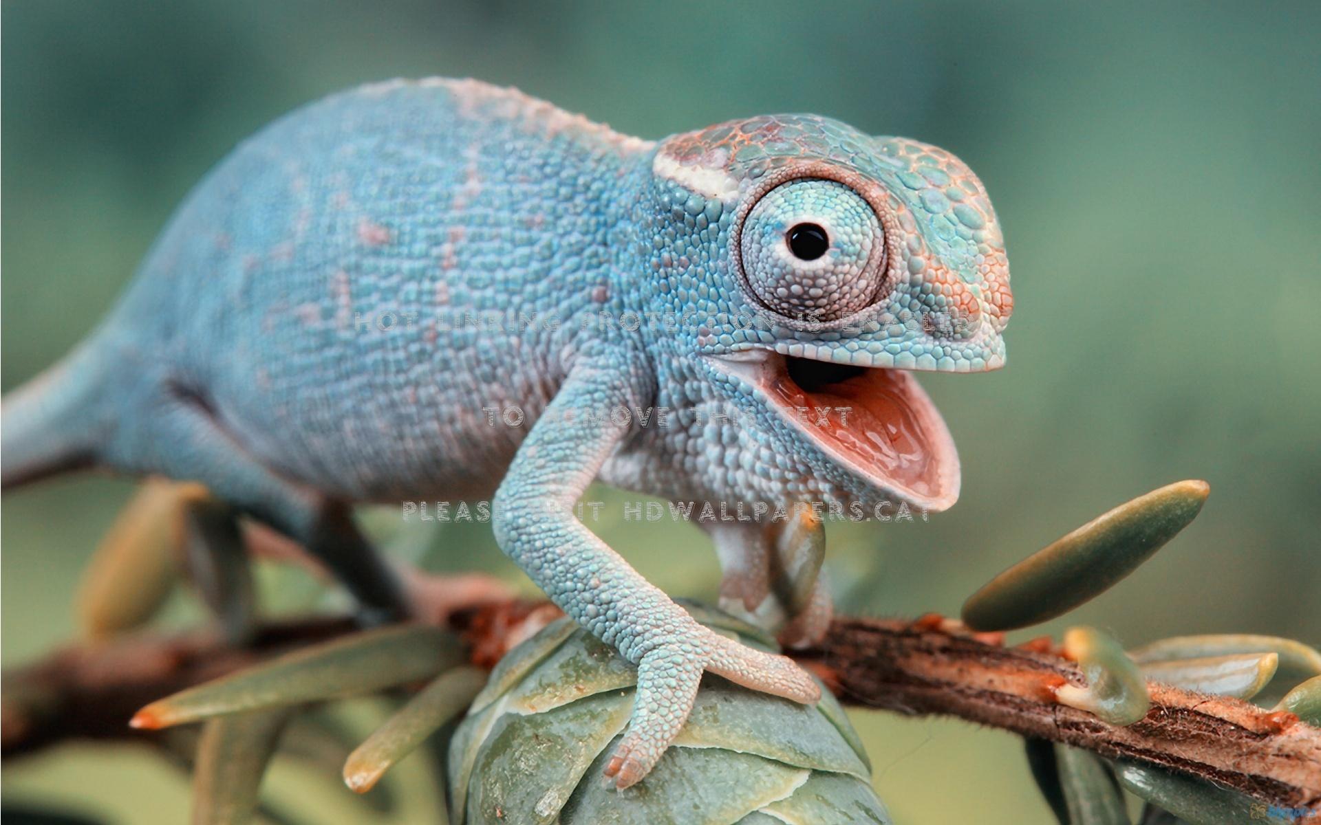 1920x1200 cute reptil wild funny animal reptiles