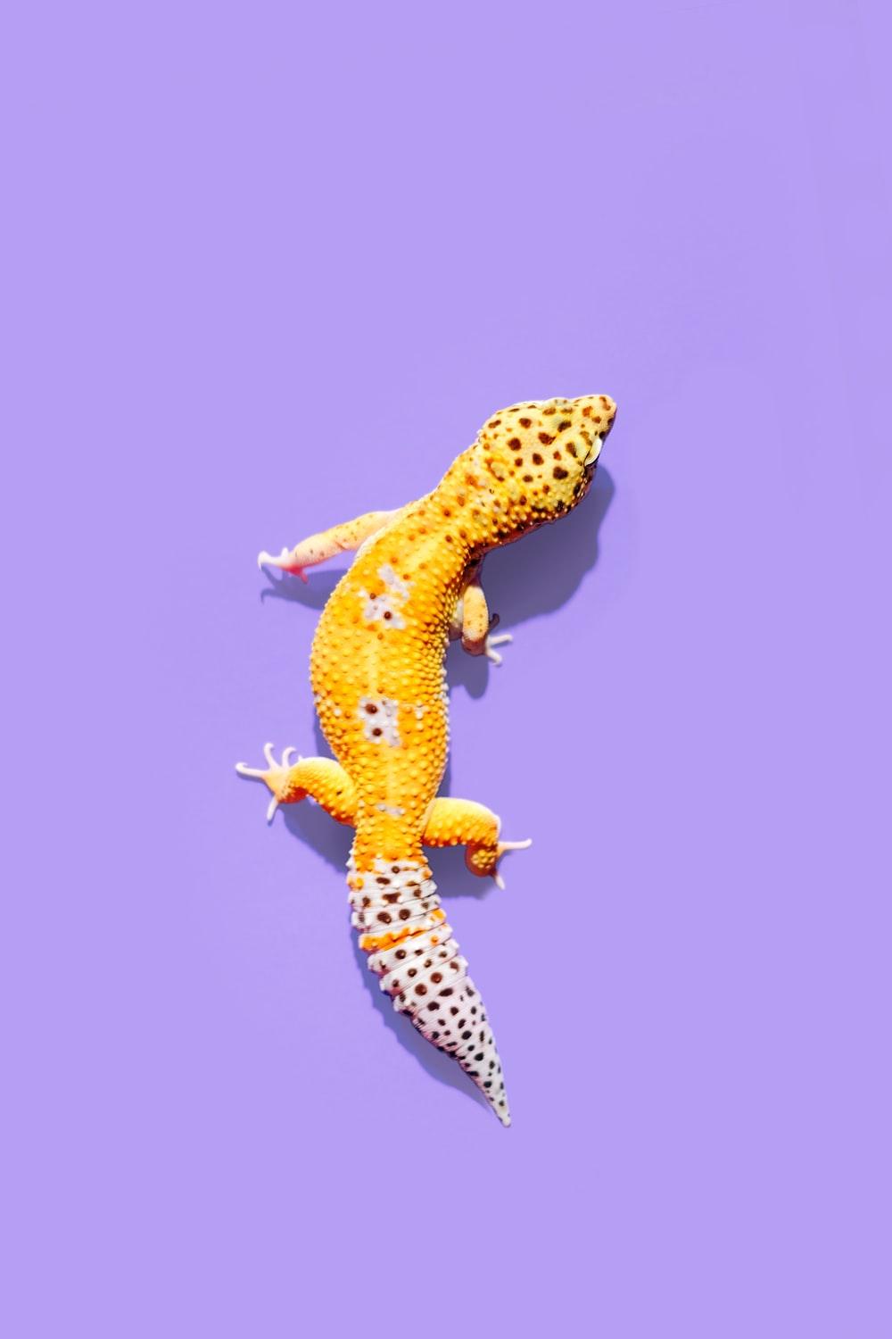 1000x1500 HQ Lizard Picture. Download Free Image