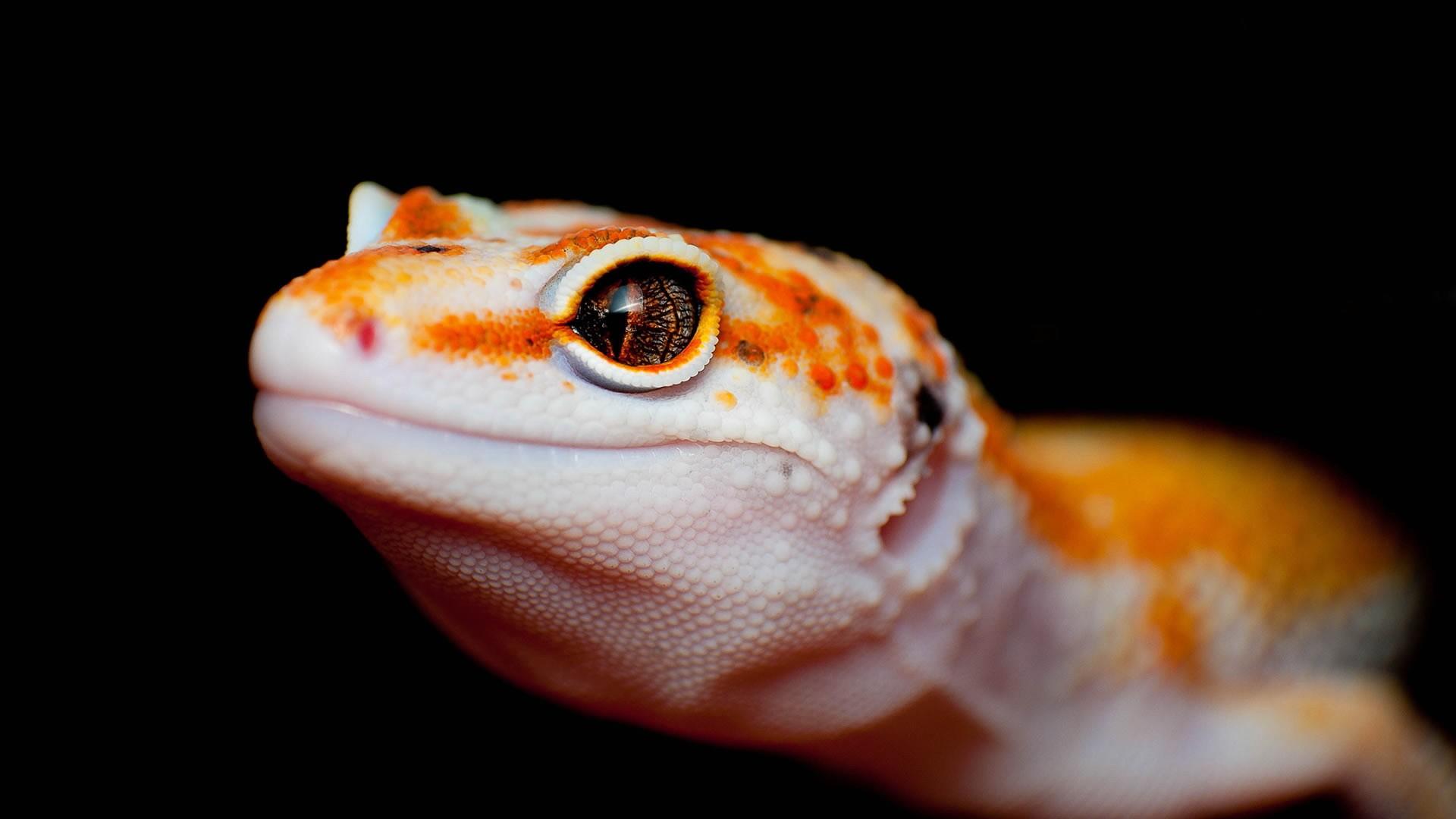 1920x1080 Free download Explore the Collection Reptiles Lizards Lizard 322398 [1920x1080] for your Desktop, Mobile & Tablet. Explore Funny Lizard Wallpaper. Gecko Wallpaper, Bing Lizard Wallpaper, Lizard Wallpaper HD