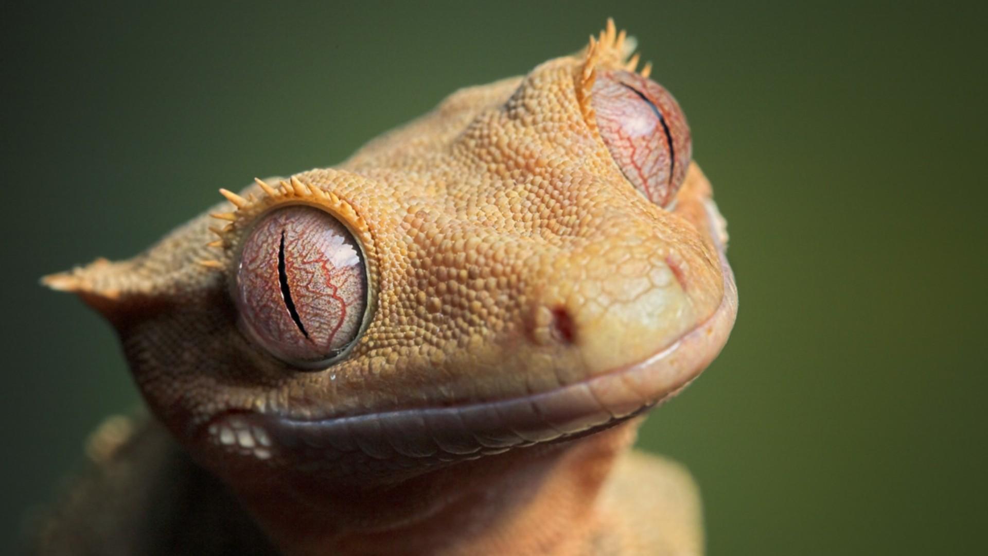 1920x1080 #animals, #gecko, #eyes, #reptiles wallpaper. Mocah HD Wallpaper