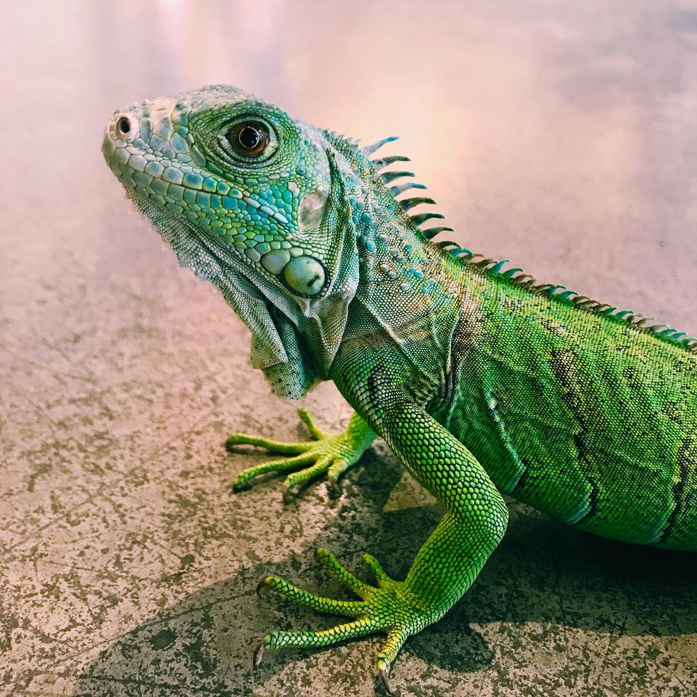1000x1000 HQ Lizard Picture. Download Free Image