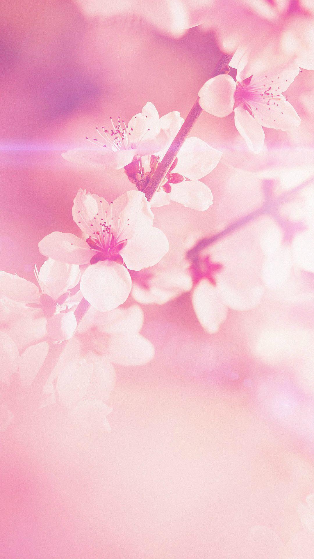 Light Pink Floral iPhone Wallpapers - Top Free Light Pink Floral iPhone Backgrounds