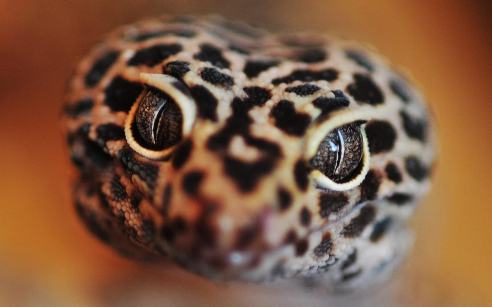 1600x1000 #animals, #eyes, #macro, #reptiles wallpaper. Mocah HD Wallpaper
