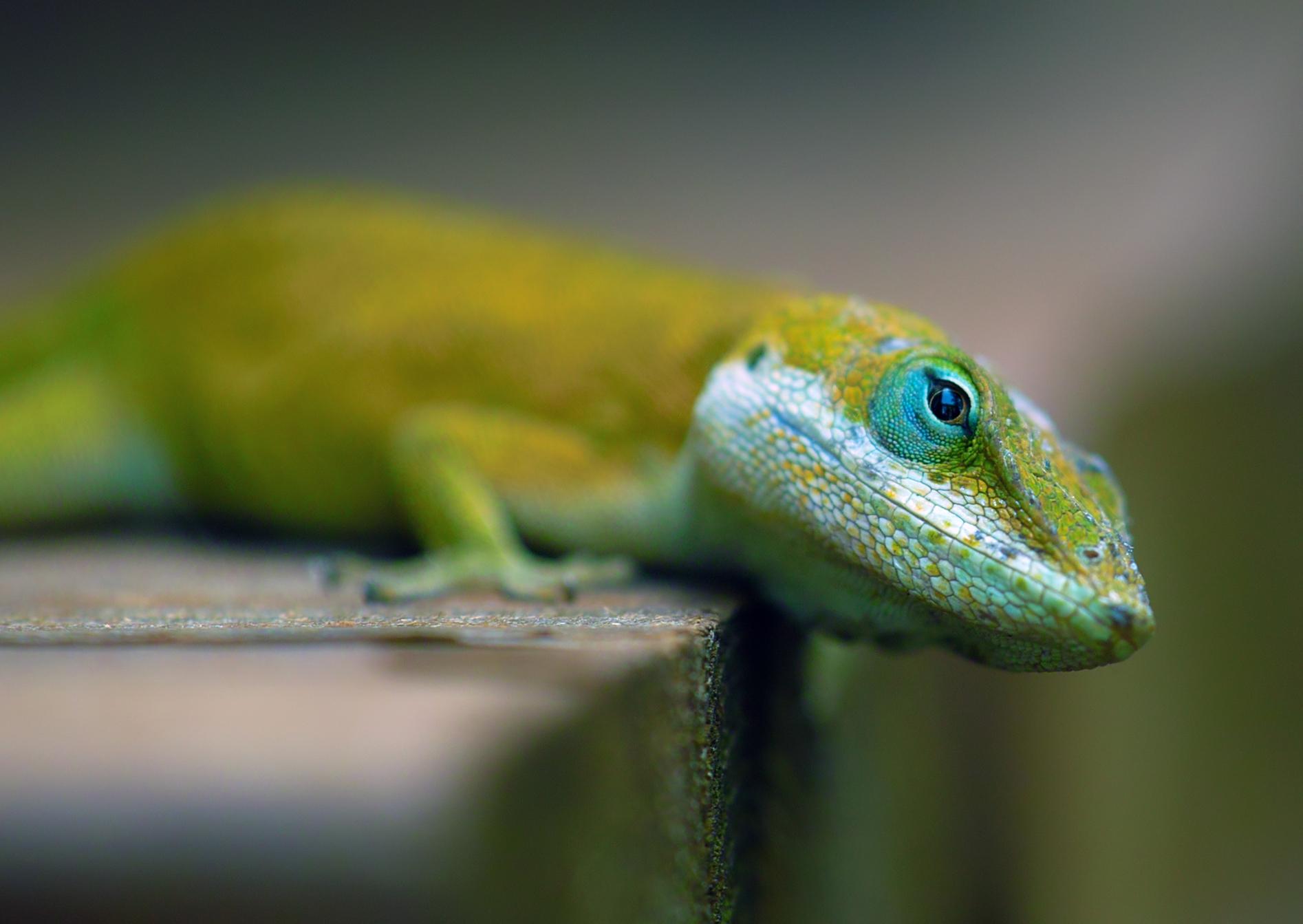 1894x1343 Download Animal Reptile Wallpaper 1894x1343