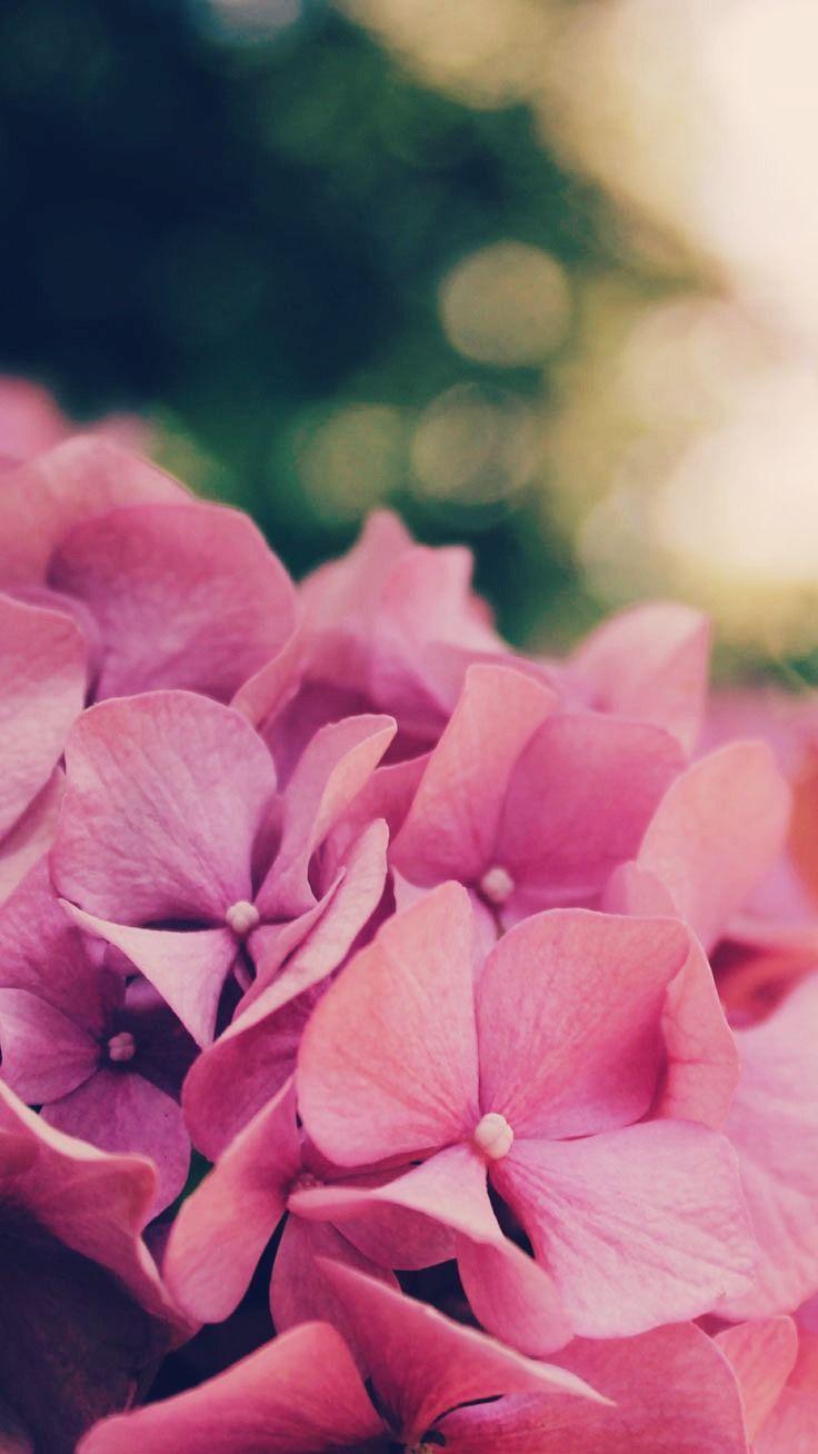 736x1308 Floral iPhone 7 Plus Wallpaper for a Sunny Spring