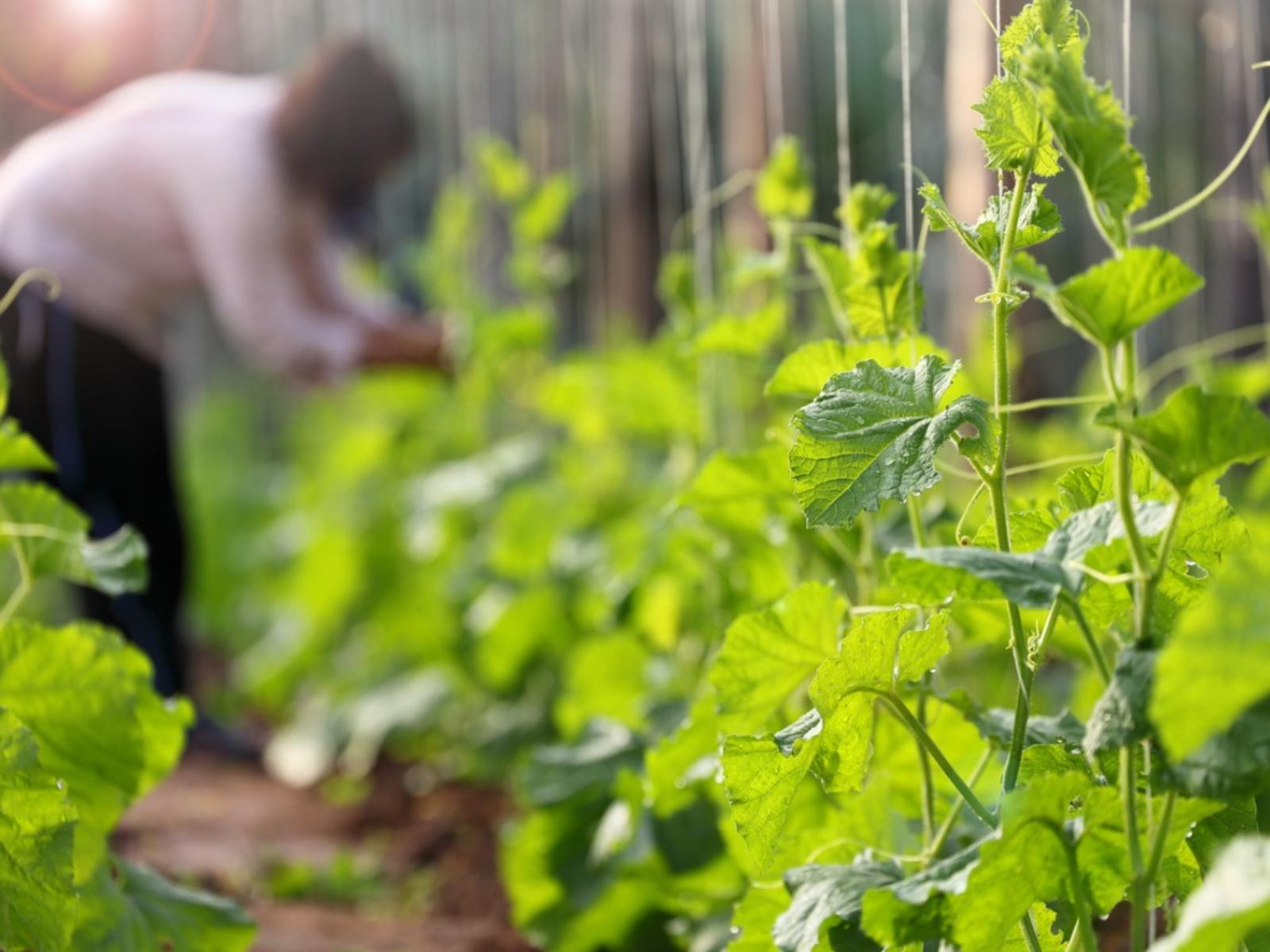 1600x1200 Tips For Growing A Vertical Vegetable Garden