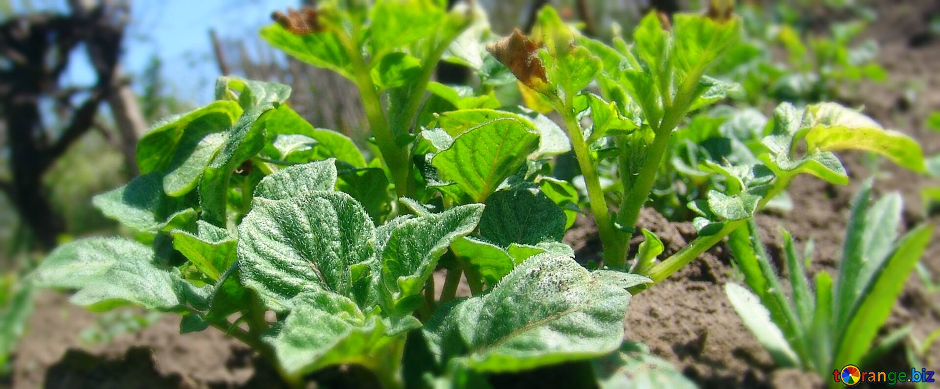 1920x795 Download Free Picture Cover. Potatoes. Scrub At Vegetable Garden. On CC BY License Free Image Stock TOrange.biz Fx №21250