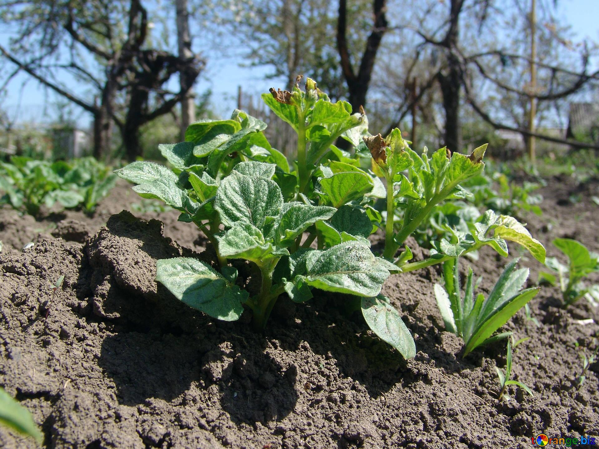 1920x1440 Plants In The Garden Image Potatoes. Scrub At Vegetable Garden. Image Edible Plant № 5312. Torange.biz Free Pics On Cc By License