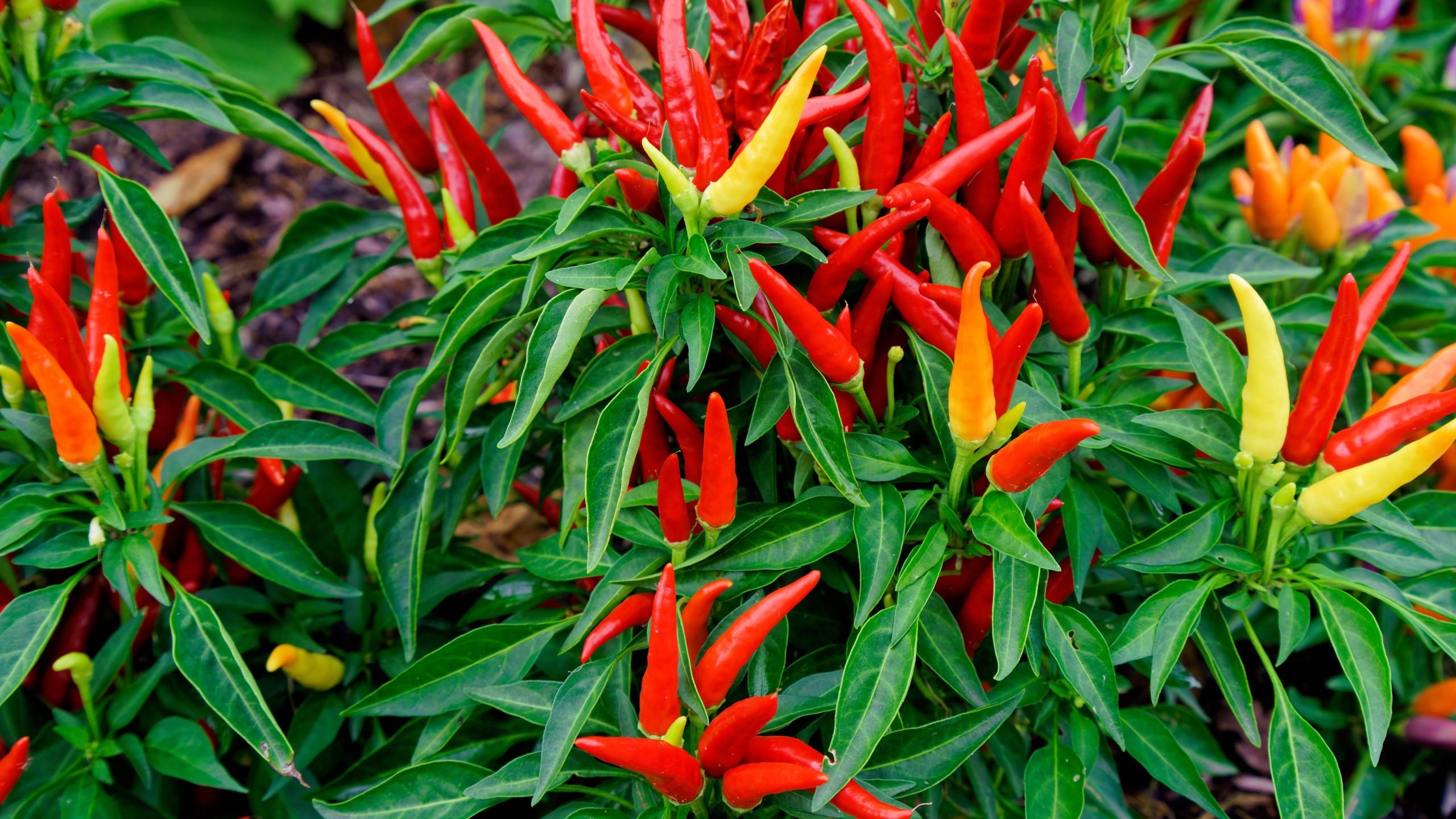 2560x1440 Download 2560x1440 Red Peppers, Vegetable, Garden, Chile Wallpaper for iMac 27 inch