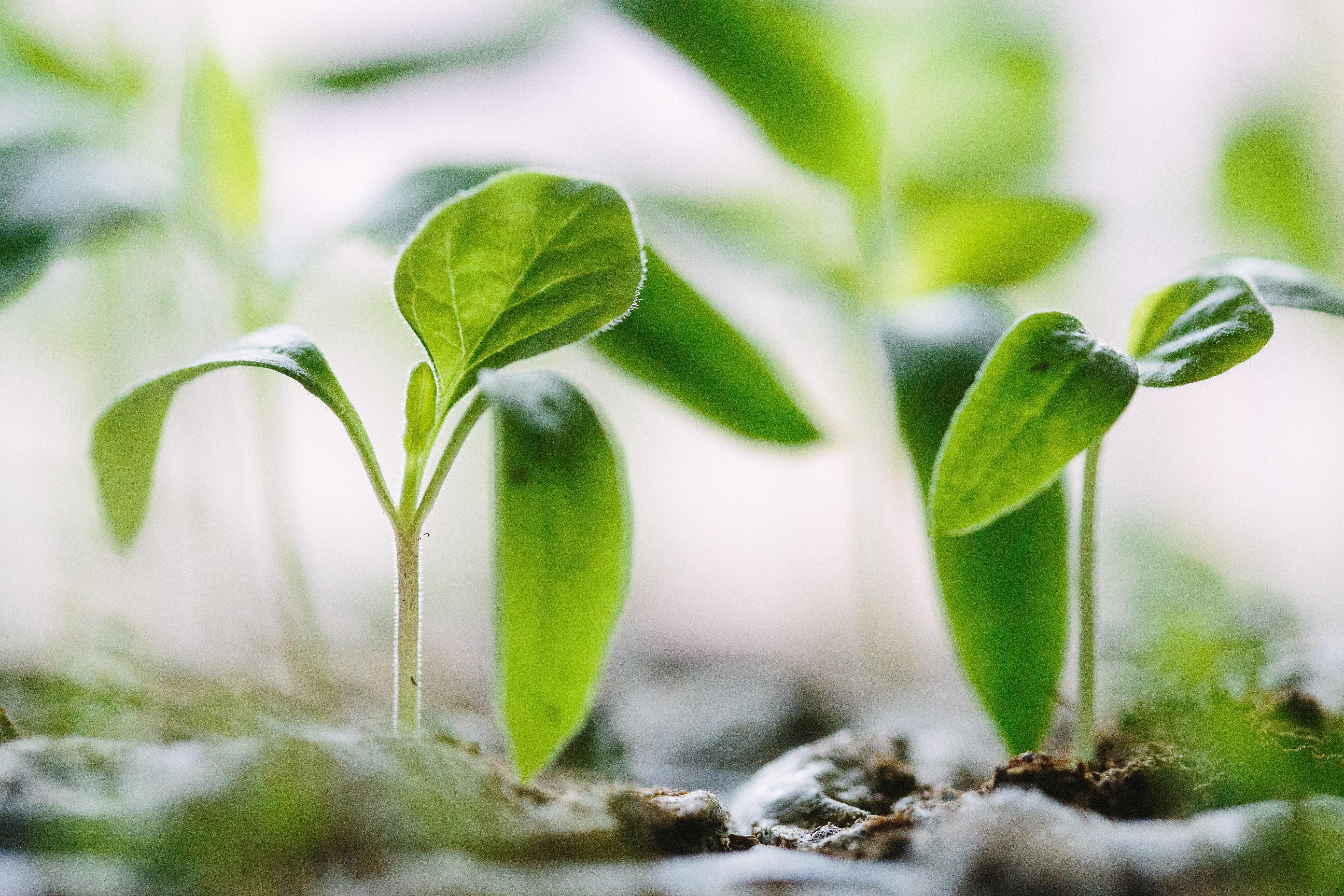 5472x3648 5472x3648 #soil, #leafe, #seedling, #gardening, #Free image, #sapling, #sprout, #leaf, #bud, #urban garden, #plant, #earth, #nature, #macro, #ground, #vegetable gardening, #bokeh, #blur, #growing, #vegetable, #green. Mocah HD Wallpaper