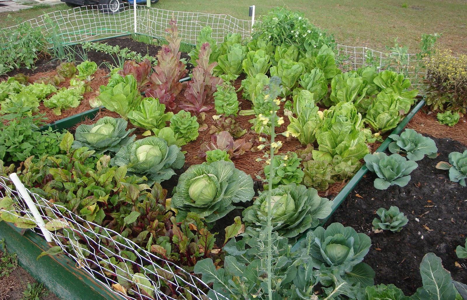 1600x1030 Free download vegetable garden wallpaper Odd Wallpaper [1600x1030] for your Desktop, Mobile & Tablet. Explore Vegetable Garden Wallpaper. Vegetable Wallpaper Border
