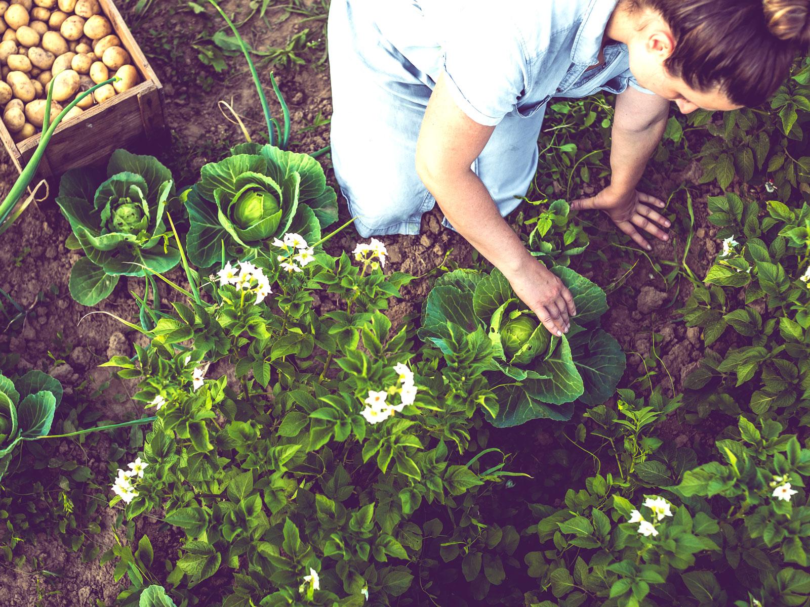 1600x1200 Tips for Organic Vegetable Gardeners Who Are Just Starting Out. Food & Wine
