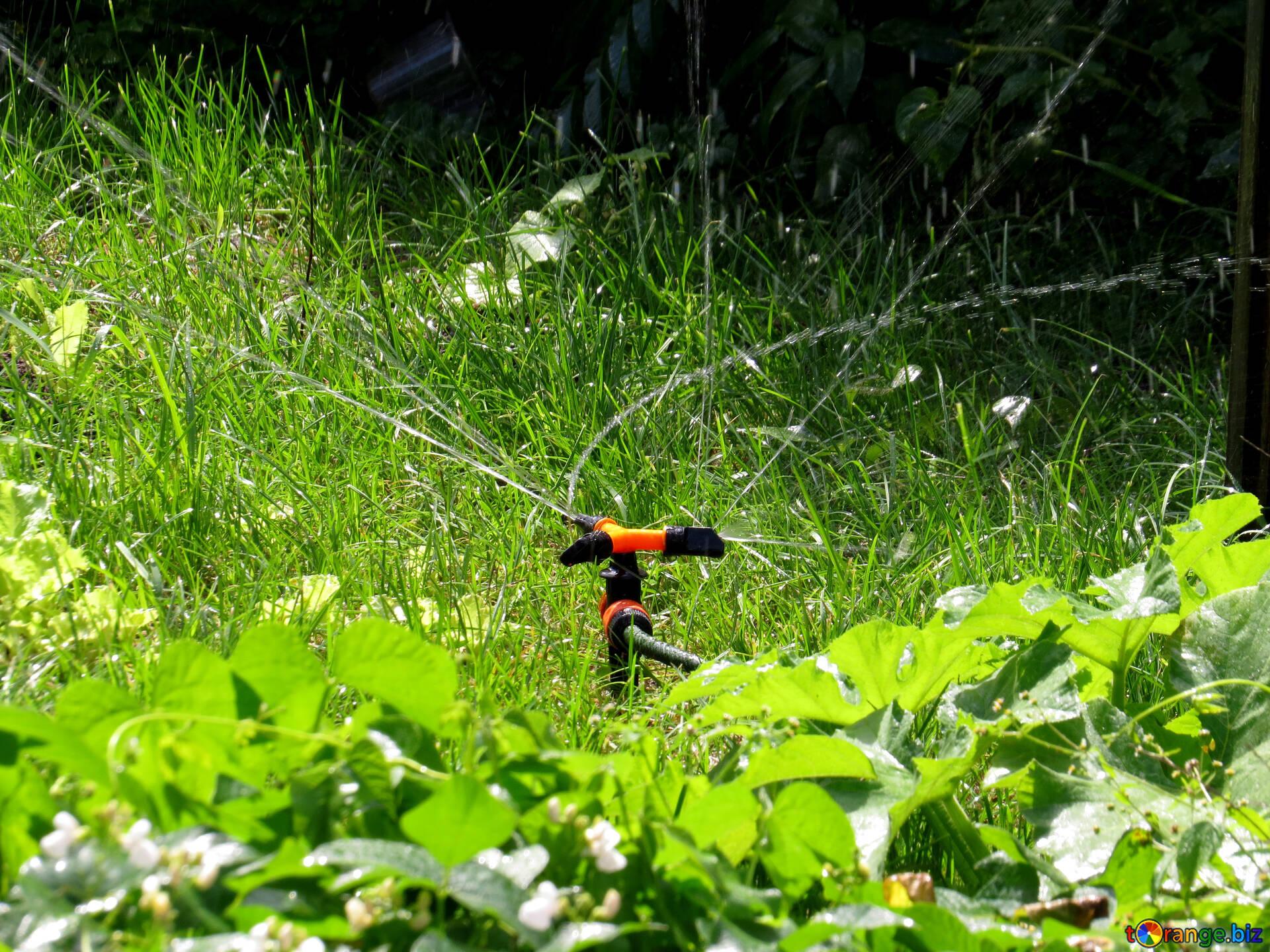 1920x1440 Watering Plants Image Watering Vegetable Garden Image Drop № 29067. Torange.biz Free Pics On Cc By License