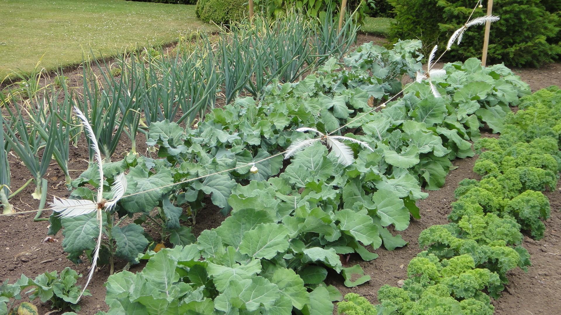 Vegetable Garden HD Wallpapers - Top Free Vegetable Garden HD ...