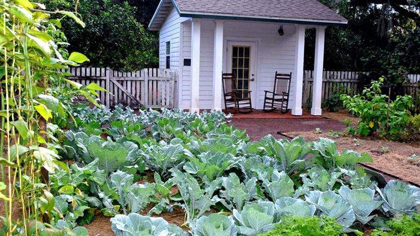 1600x900 Florida gardeners share tips for fall vegetable gardens