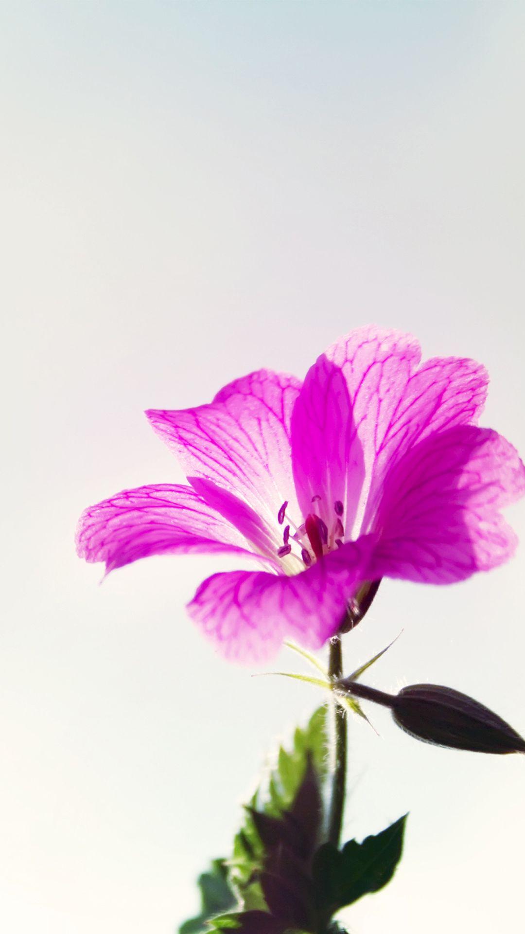 1080x1920 Floral Wallpaper iPhone
