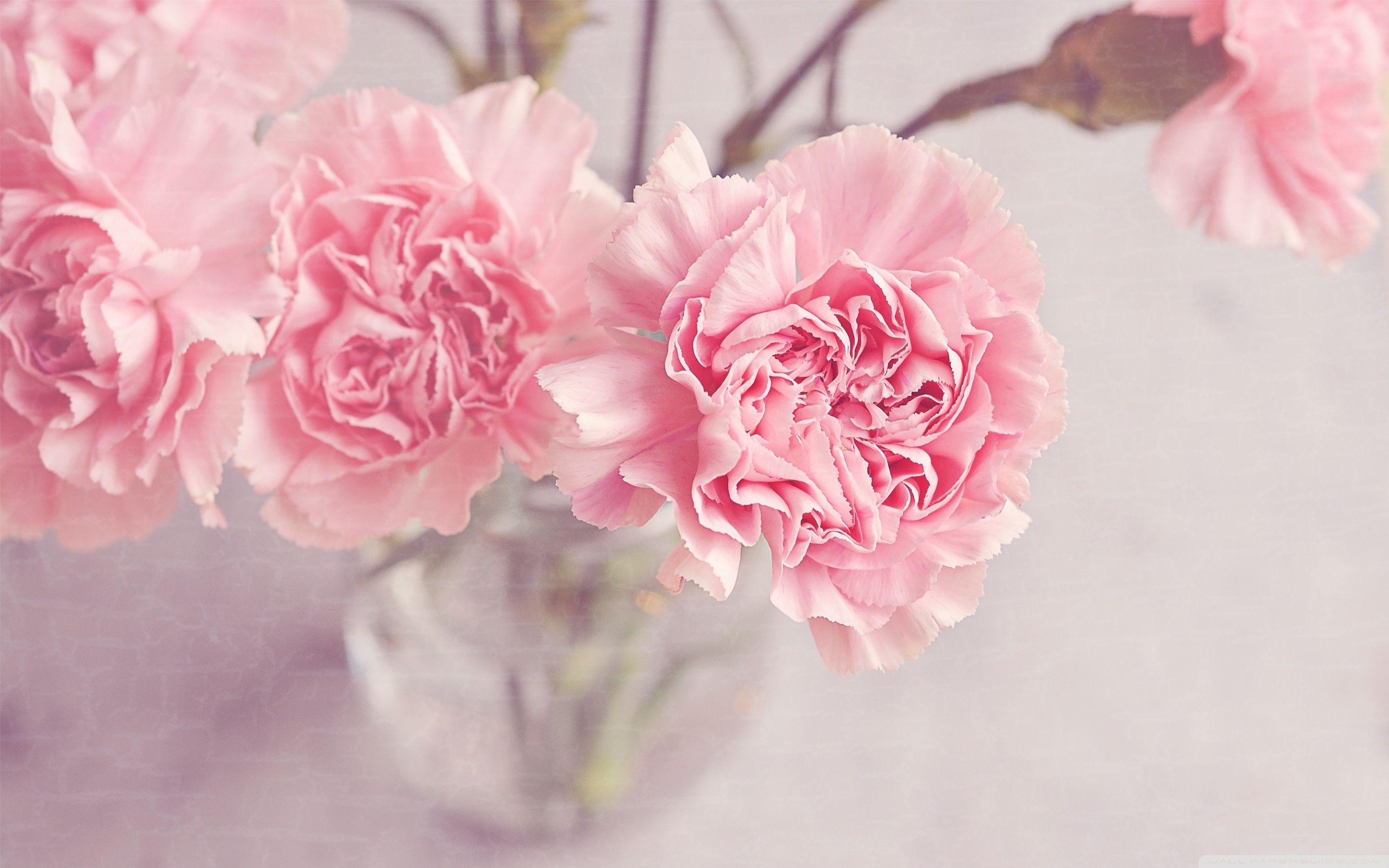 2880x1800 Light Pink Carnations Flowers in a Vase Ultra HD Desktop Background Wallpaper for 4K UHD TV : Widescreen & UltraWide Desktop & Laptop : Multi Display, Dual Monitor : Tablet