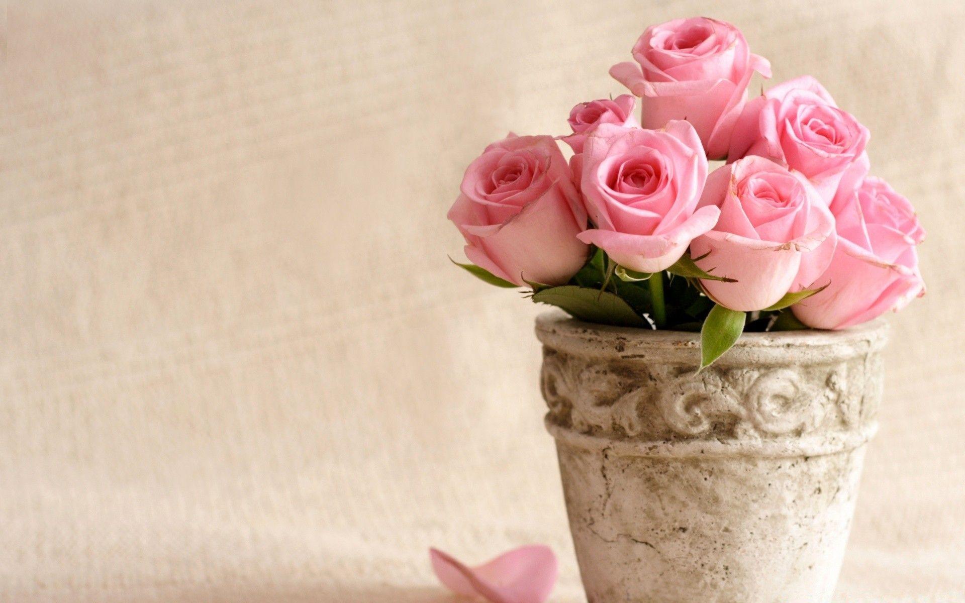 1920x1200 Light Pink Roses
