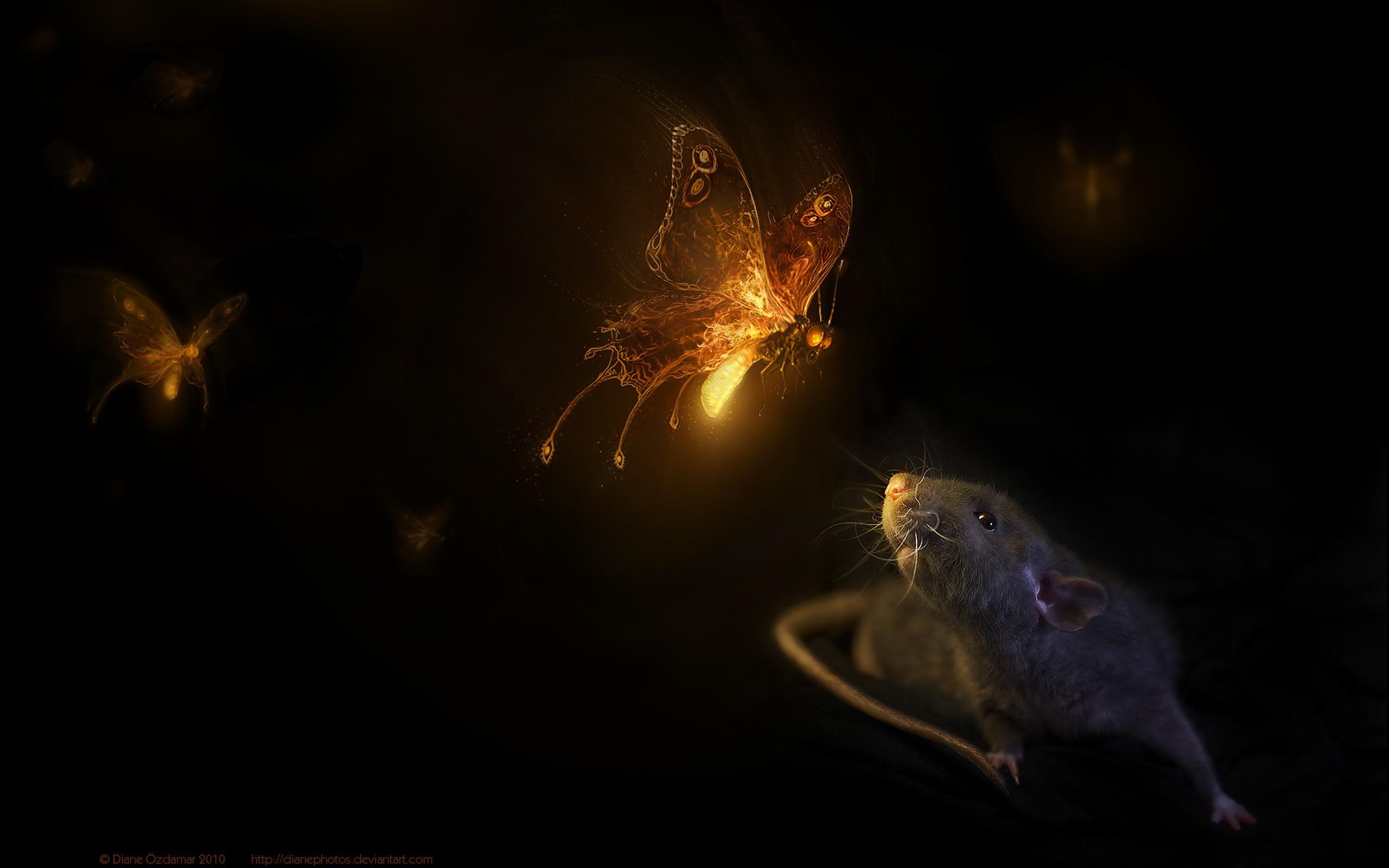 2560x1600 Download Wallpaper, Download 2560x1600 animals mouse fireflies rats butterflies mice 2560x1600 wallpaper Wallpaper –Free Wallpaper Download