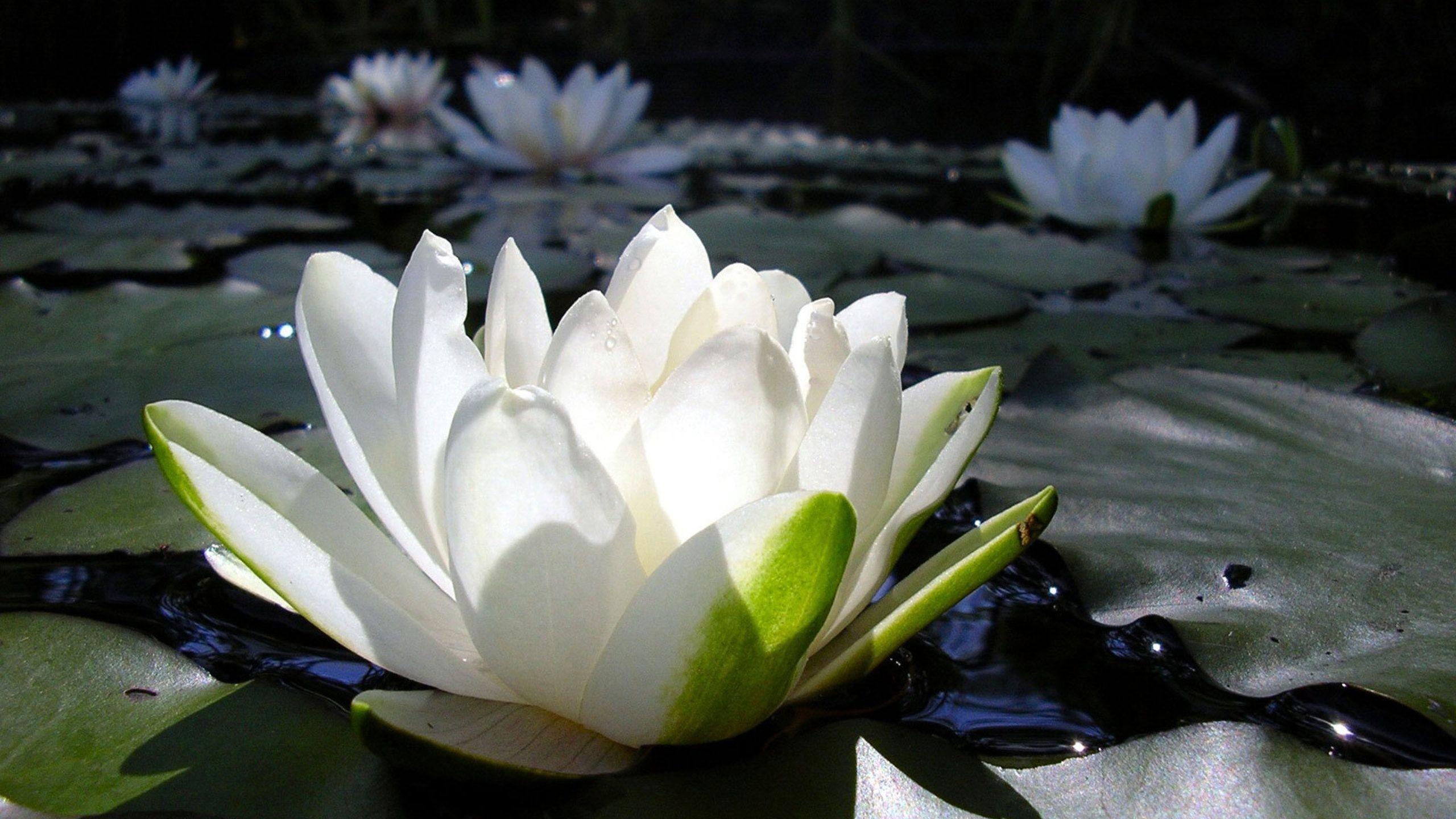 2560x1440 Lotus Flower Wallpaper