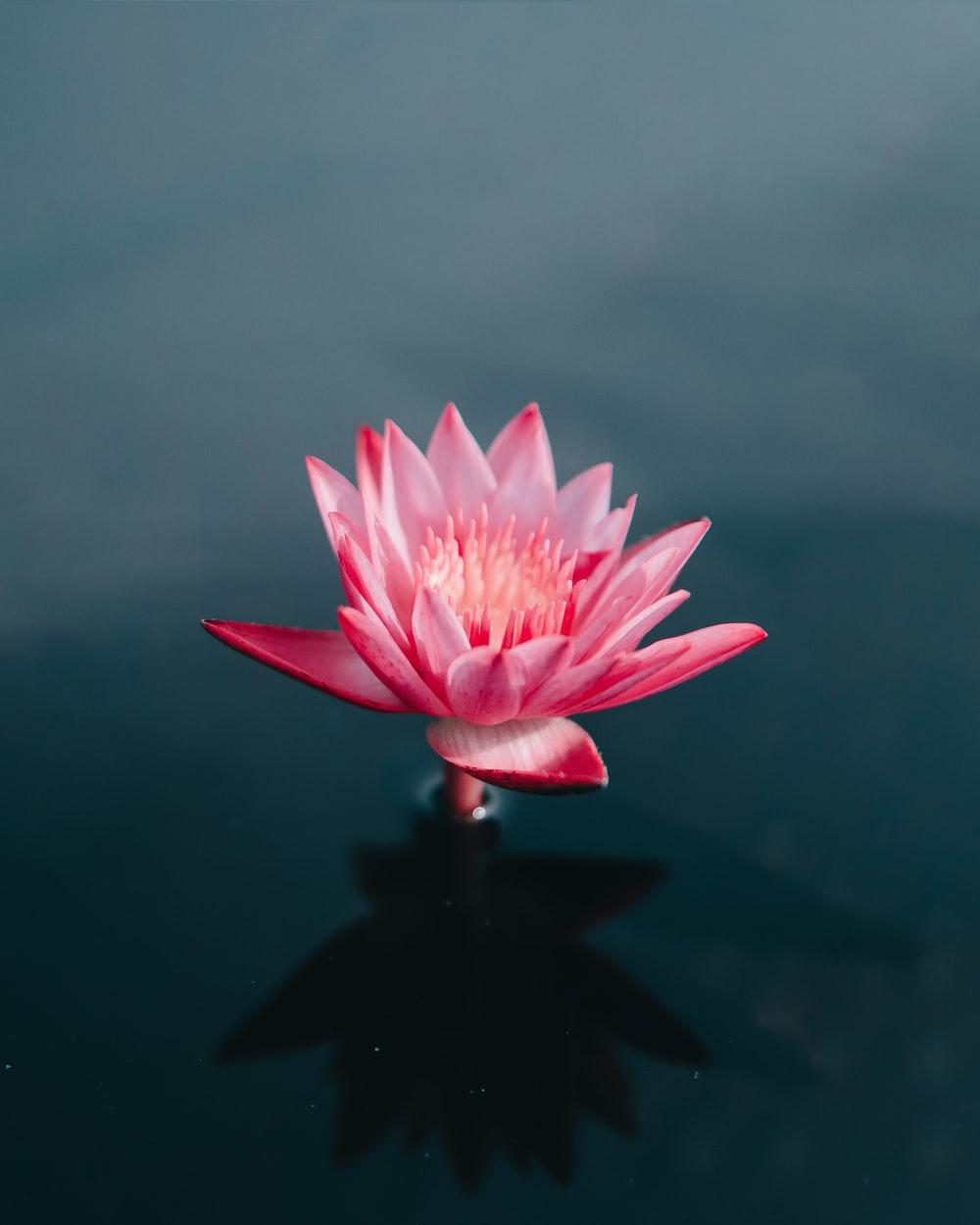 Lotus Yoga Wallpapers Top Free Lotus Yoga Backgrounds WallpaperAccess