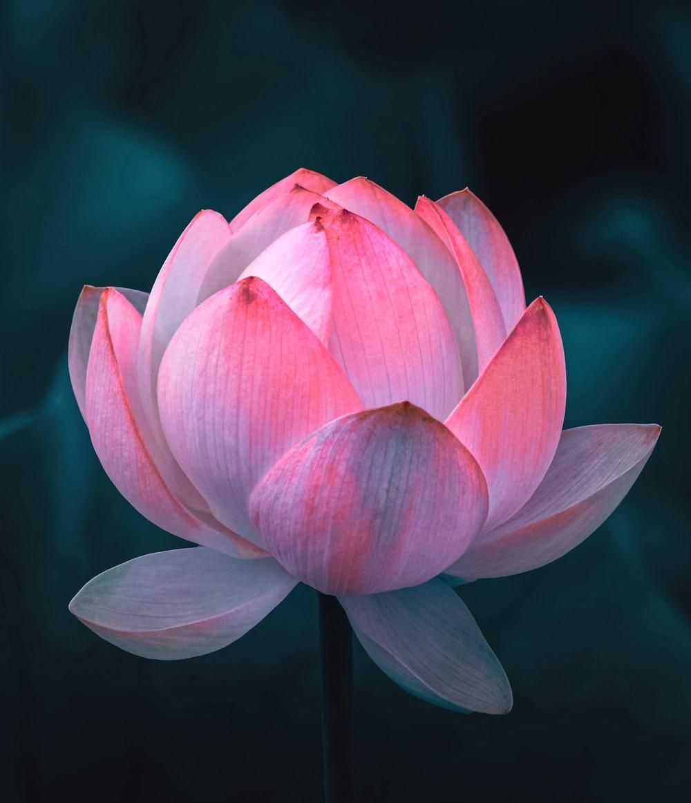 1000x1162 Lotus Flower Picture. Download Free Image
