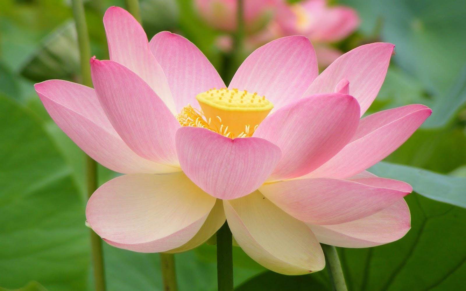 Lotus Yoga Wallpapers - Top Free Lotus Yoga Backgrounds - WallpaperAccess