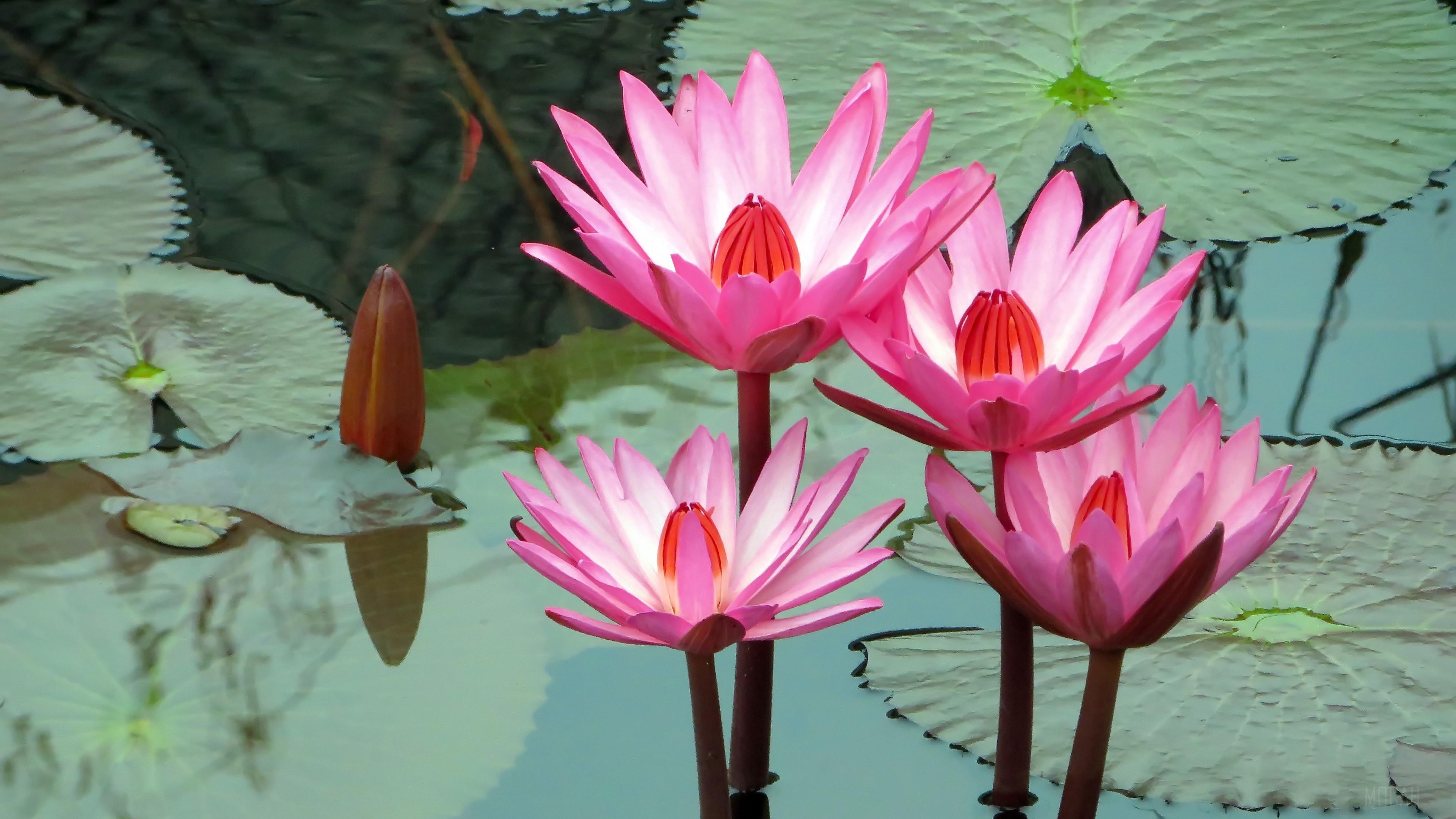 3840x2160 lotus HD wallpaper, Background