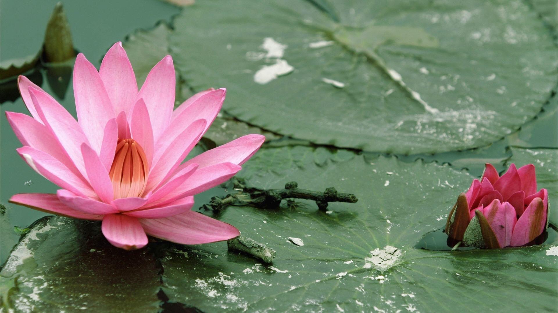 1920x1080 Lotus Flowers Wallpaper HD Picture One HD Wallpaper Picture 1920×1080 Lotus Image Wallpaper 43 Wallpa. Lotus flower wallpaper, Lotus wallpaper, Lotus image