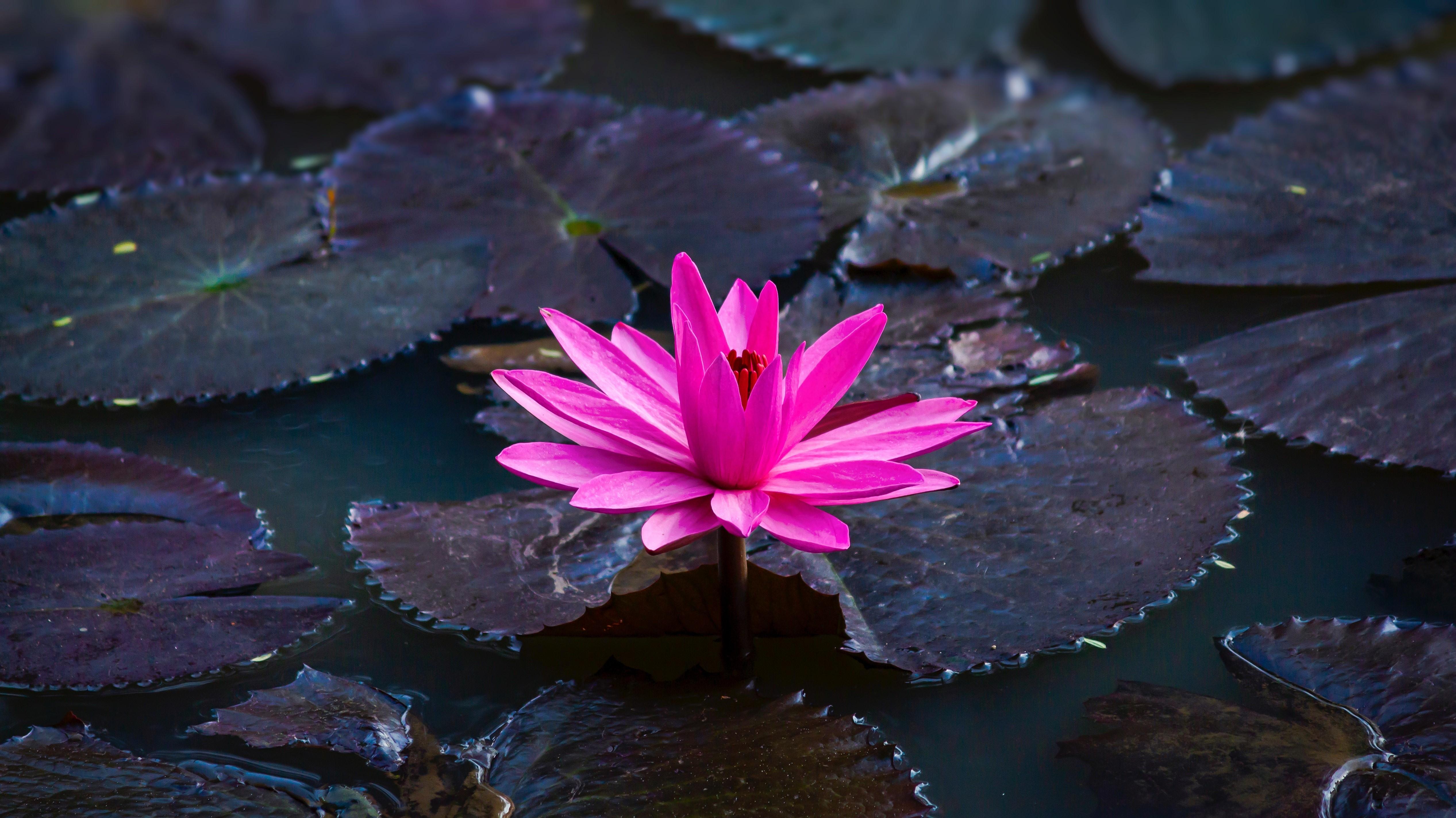 5067x2850 HD Wallpaper for theme: lotus HD wallpaper, background