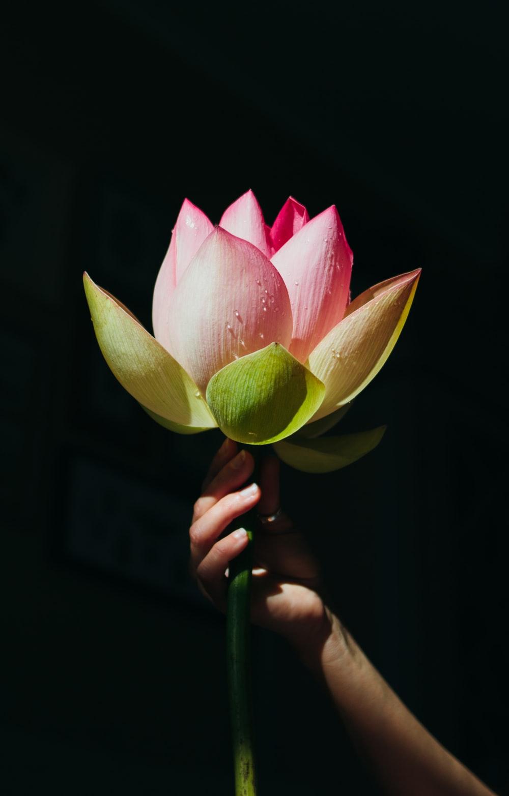 1000x1565 Lotus Picture. Download Free Image