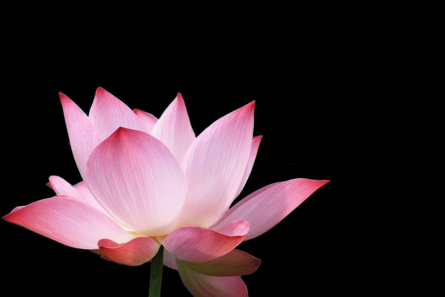 1500x1000 Order Isolated Lotus Wallpaper to create fantastic wall decor in your living space or browse thousands of other wallpaper at Print A Wallpaper. Order Now!!