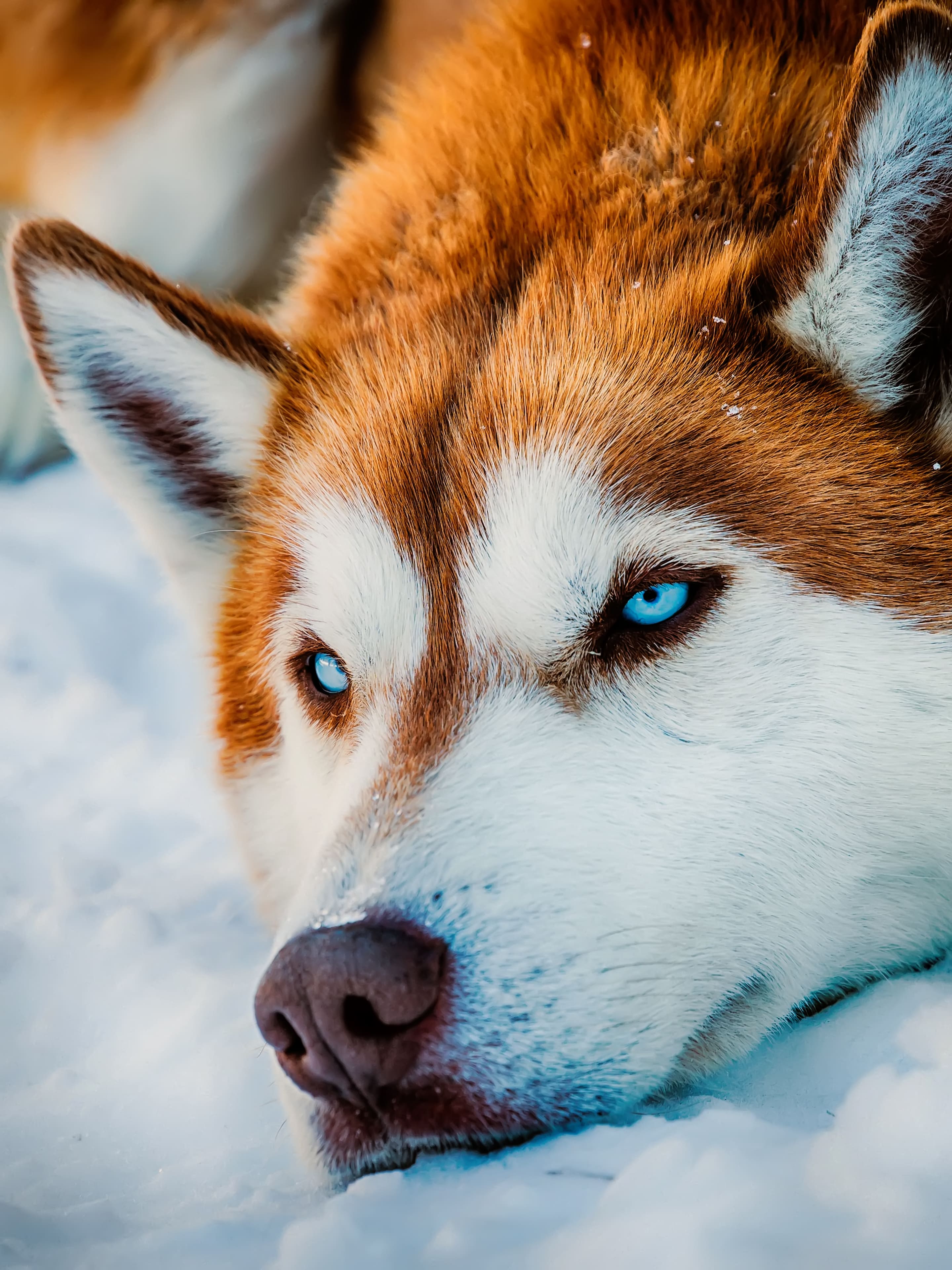 2880x3840 Red Husky Wallpaper