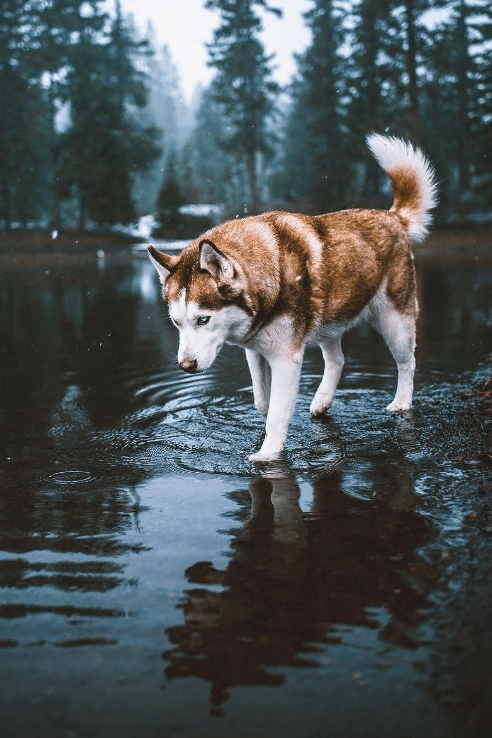 1000x1500 Dog wallpaper. Pets Collection. Laginate. Siberian husky dog, Husky dogs, Siberian husky