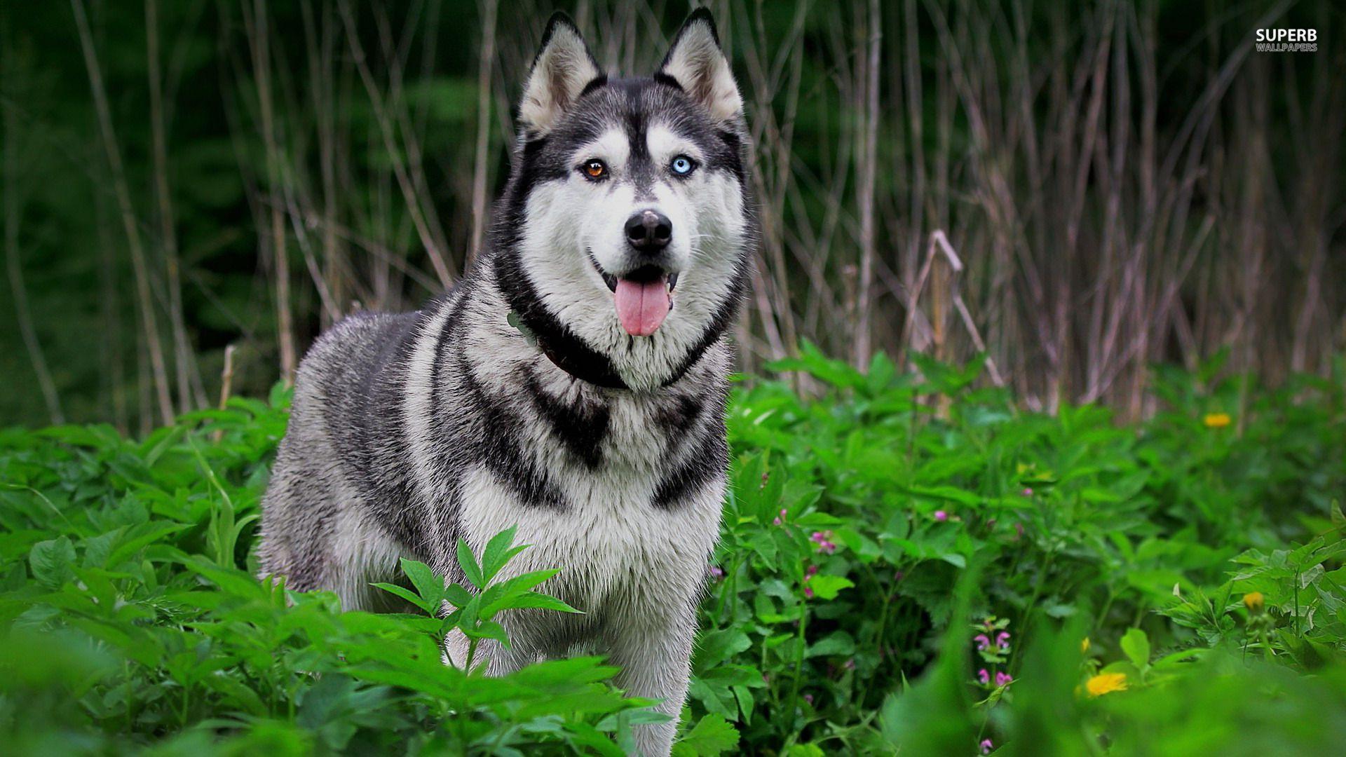 1920x1080 Husky Wallpaper 42794 Wallpaper. wallpicsize.com. Husky, Most beautiful dog breeds, Beautiful dog breeds