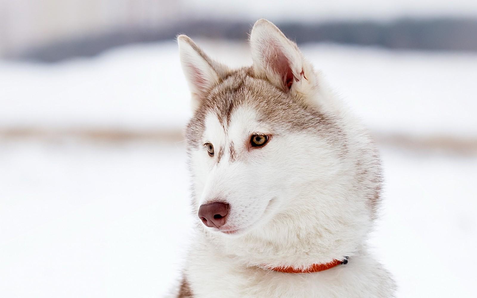 1600x1000 siberian husky HD wallpaper, Background