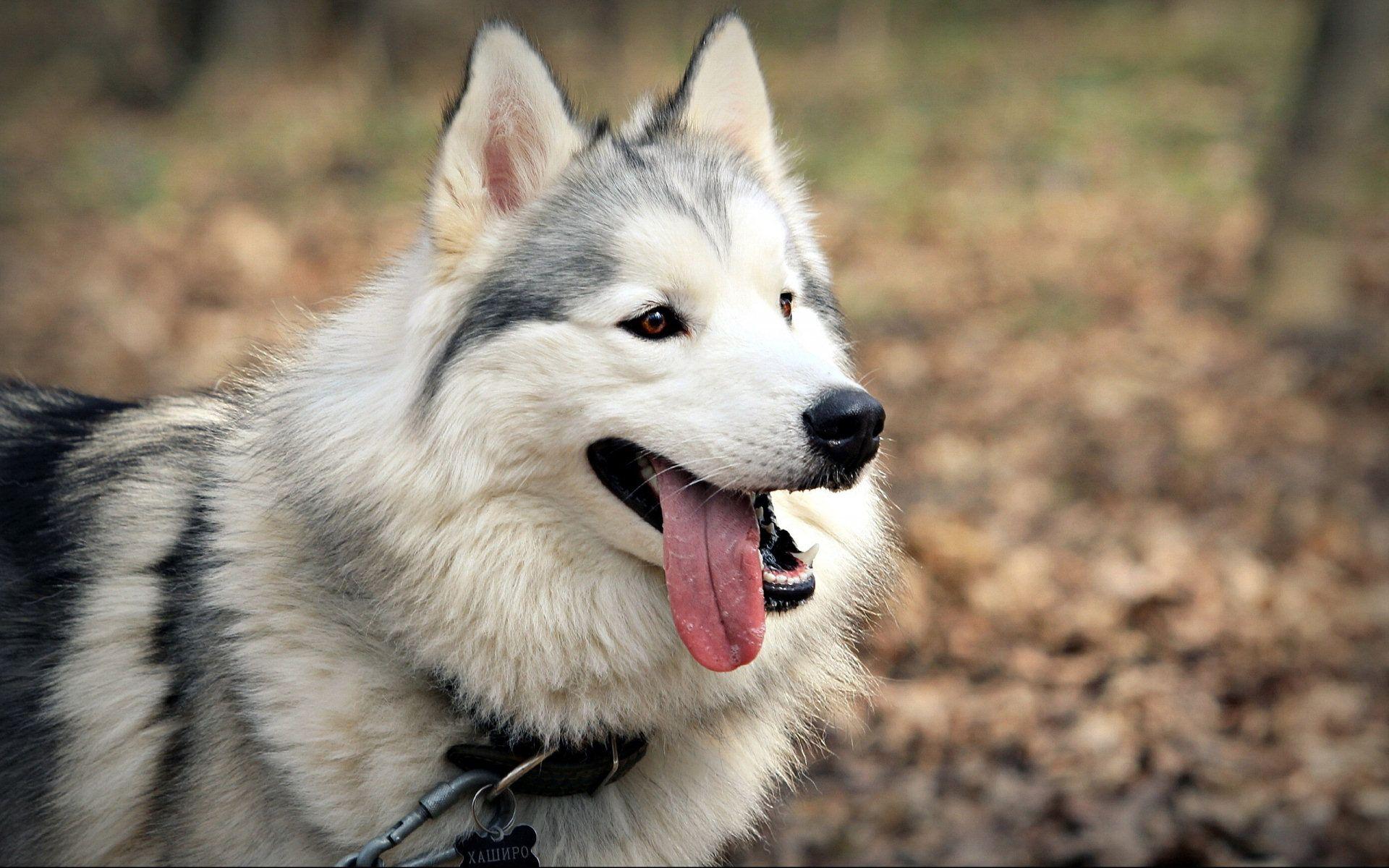1920x1200 Siberian Huskies Wallpaper