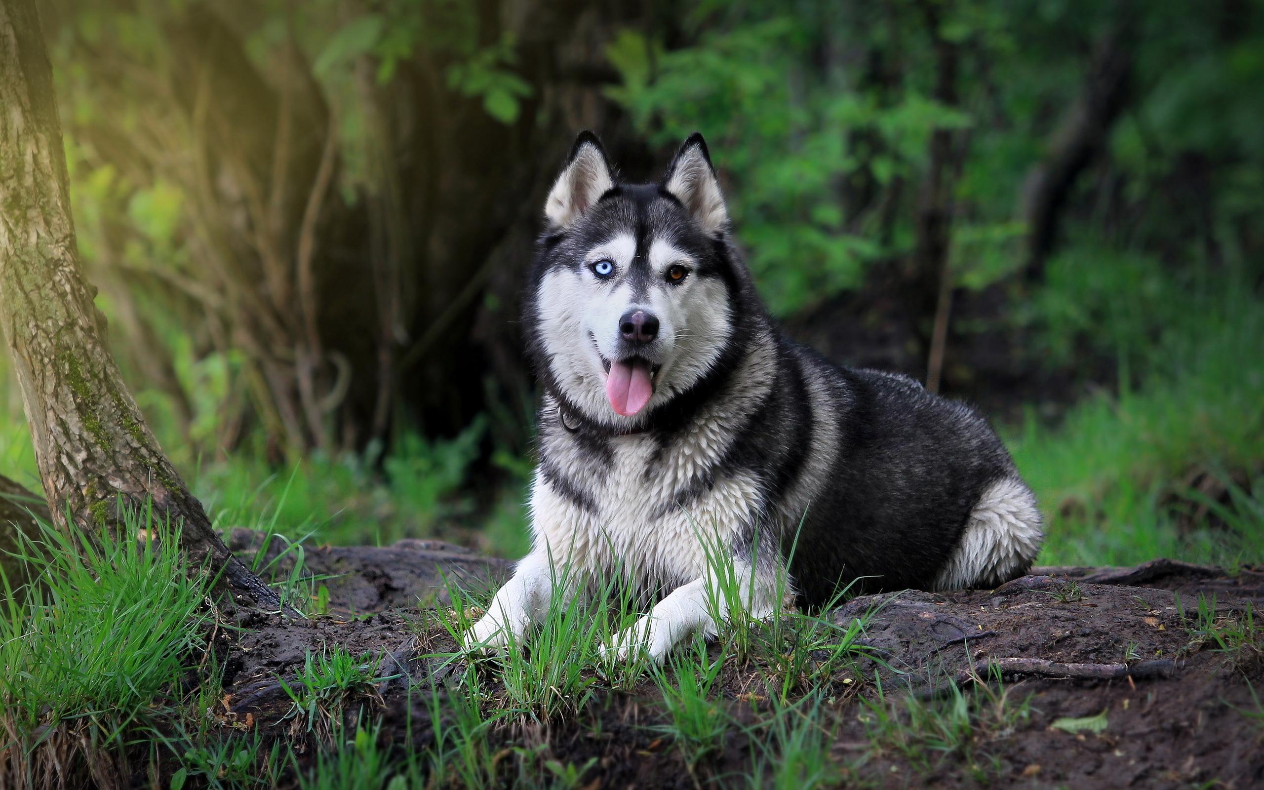 2560x1600 Fantastic HD Husky Wallpaper