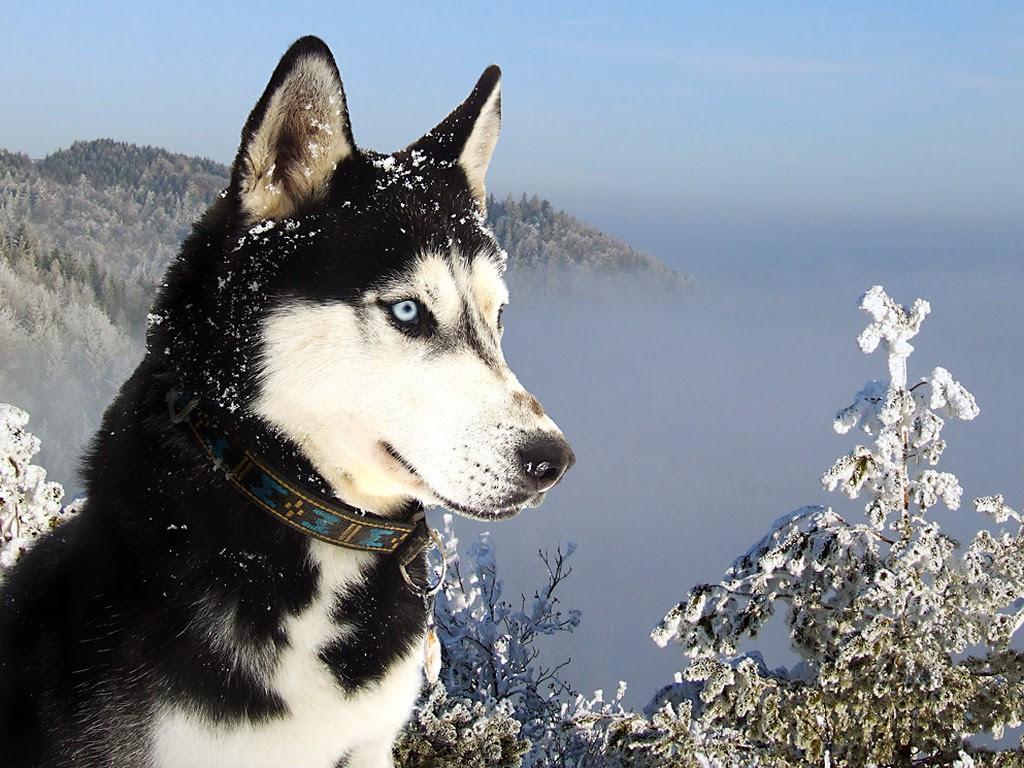 1024x768 Cute Husky Wallpaper HD