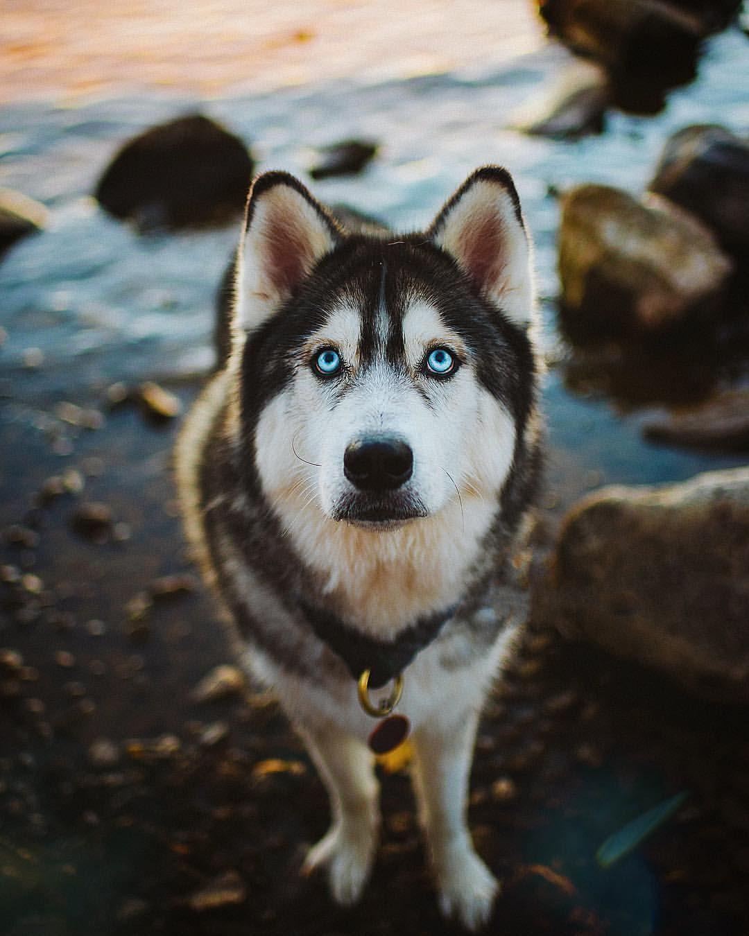 1080x1350 wallpaper. best wallpaper collection. iPhone wallpaper. background. Siberian husky blue eyes, Husky dogs, Huskies dogs blue eyes
